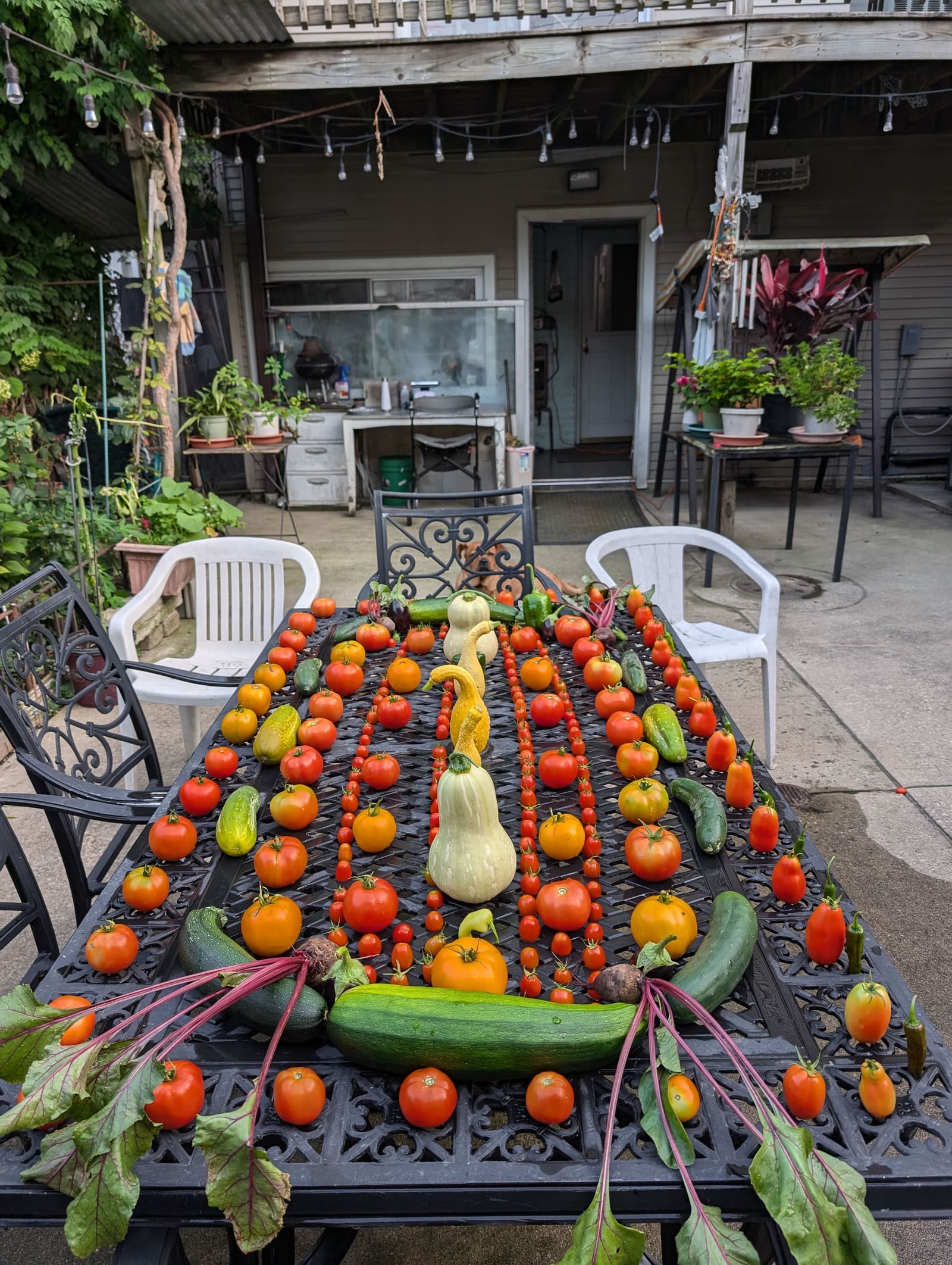 The week's harvest arranged on the table. August 2024.