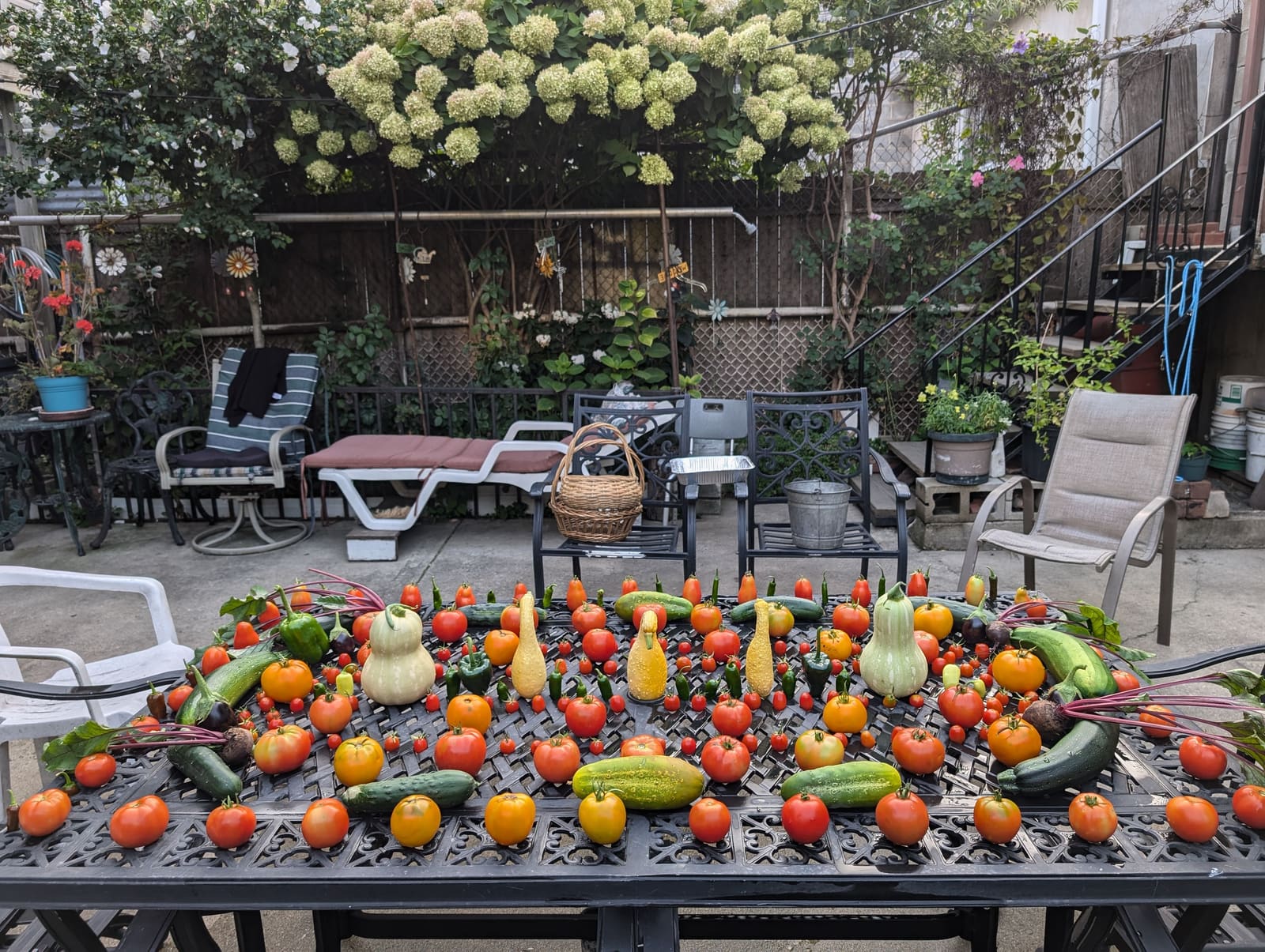 The week's harvest arranged on the table. August 2024.