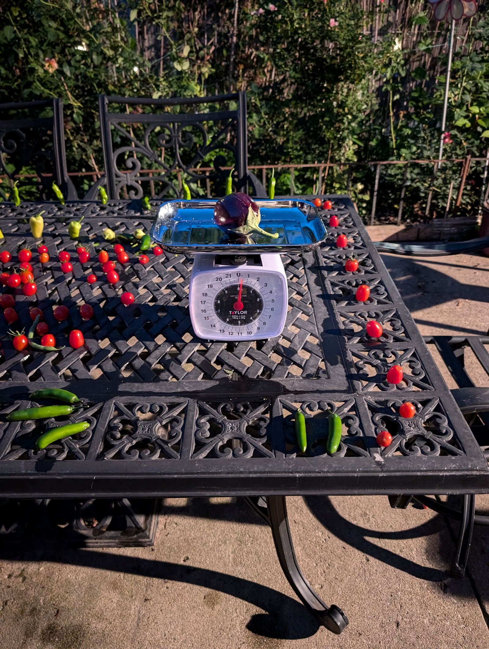 The week's harvest arranged on the table, with the scale in frame. August 2024.