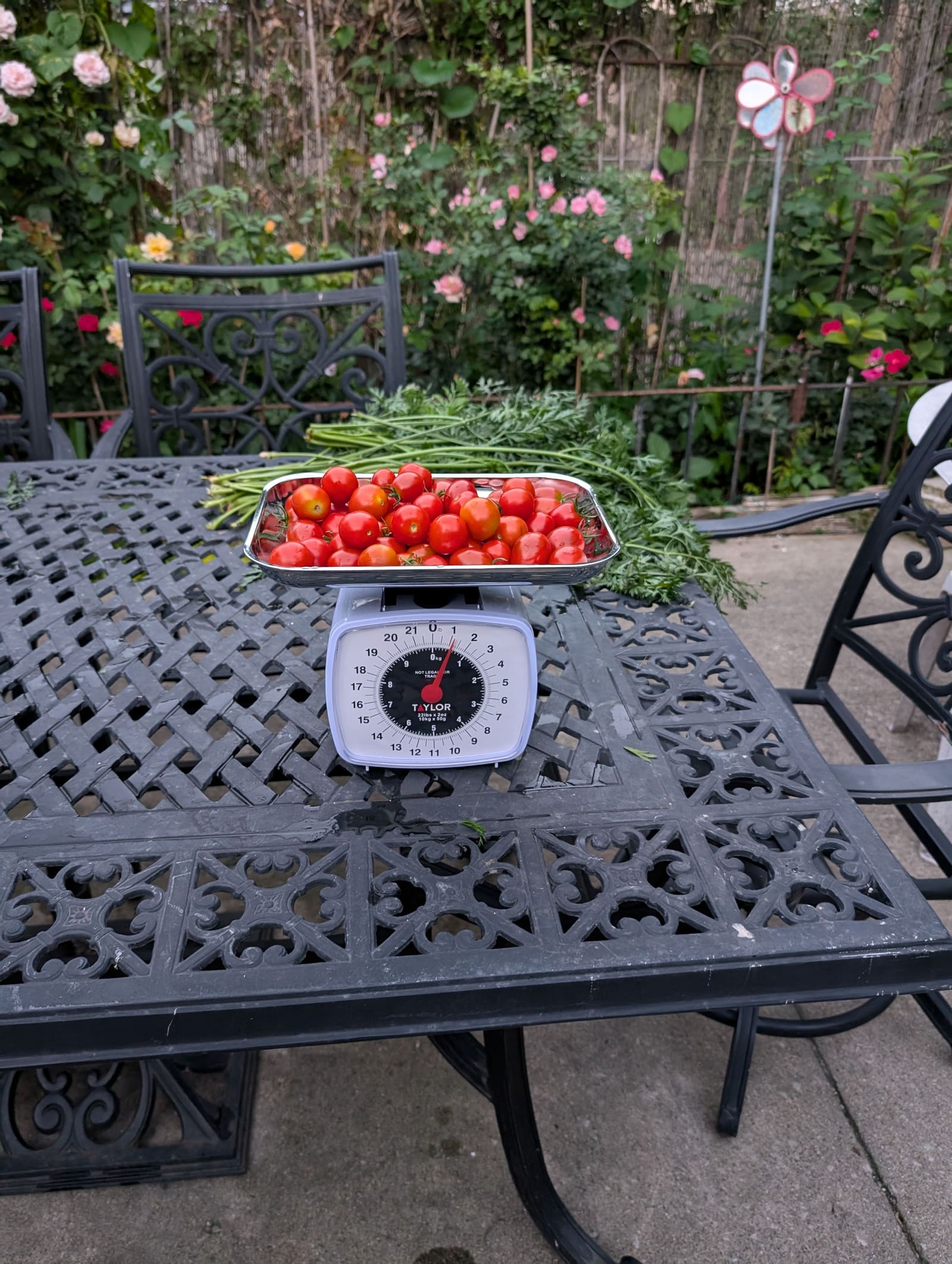 The week's harvest arranged on the table, with the scale in frame. August 2024.