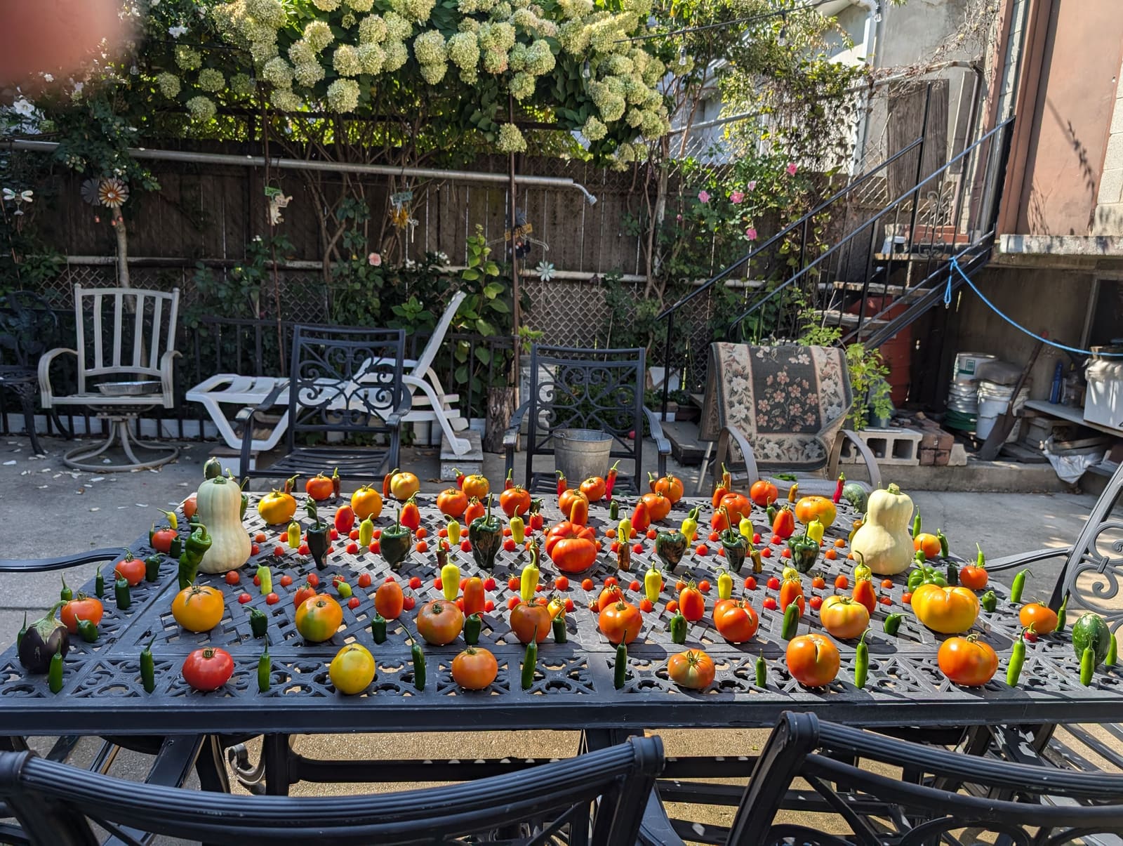 The week's harvest arranged on the table. September 2024.