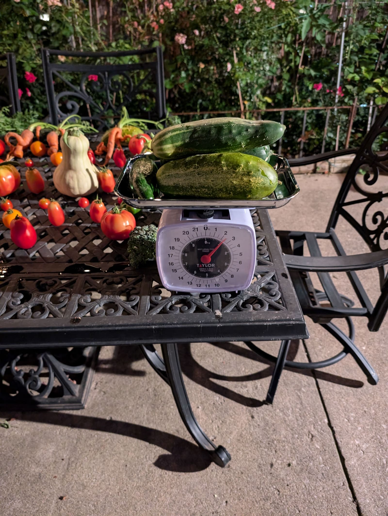 The week's harvest arranged on the table, with the scale in frame. August 2024.