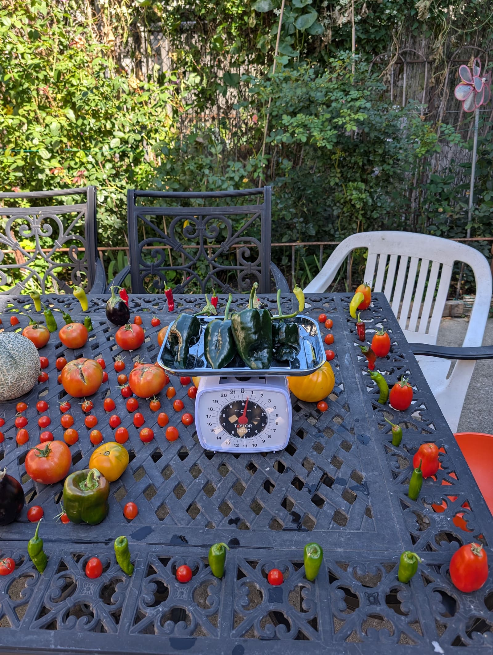 The week's harvest arranged on the table, with the scale in frame. September 2024.
