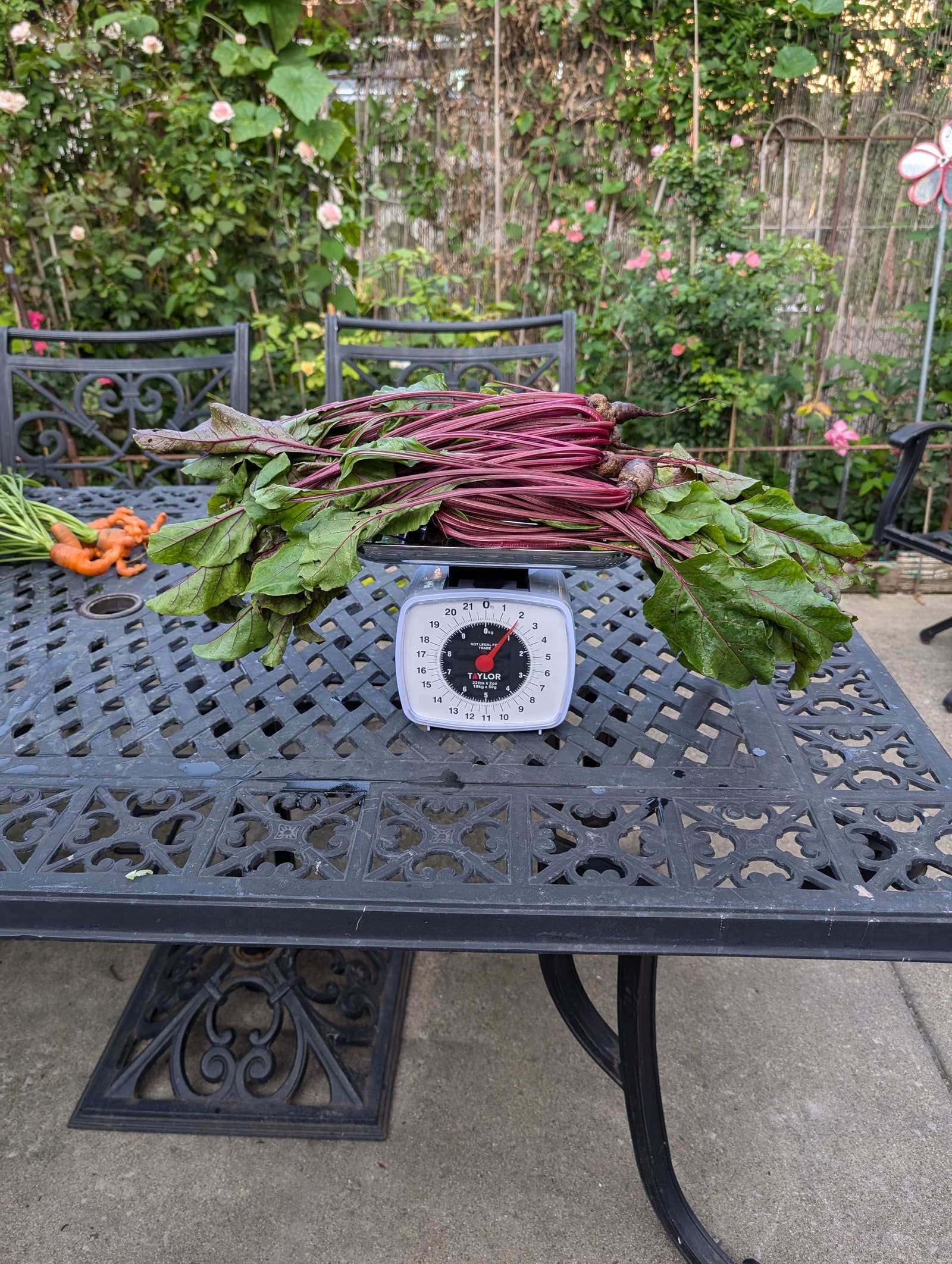 The week's harvest arranged on the table, with the scale in frame. July 2024.
