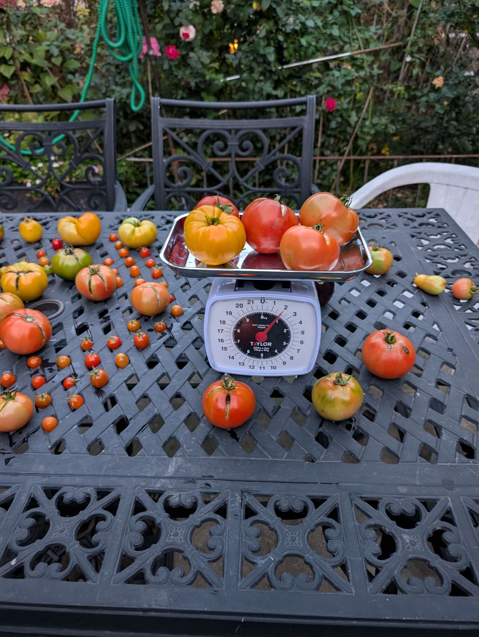 The week's harvest arranged on the table, with the scale in frame. October 2024.