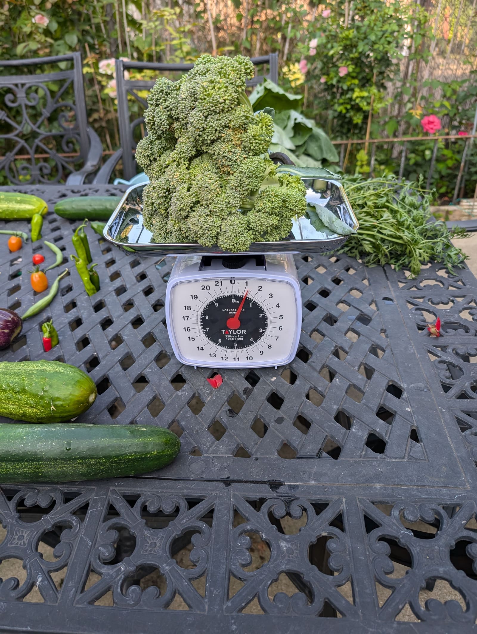 The week's harvest arranged on the table, with the scale in frame. July 2024.