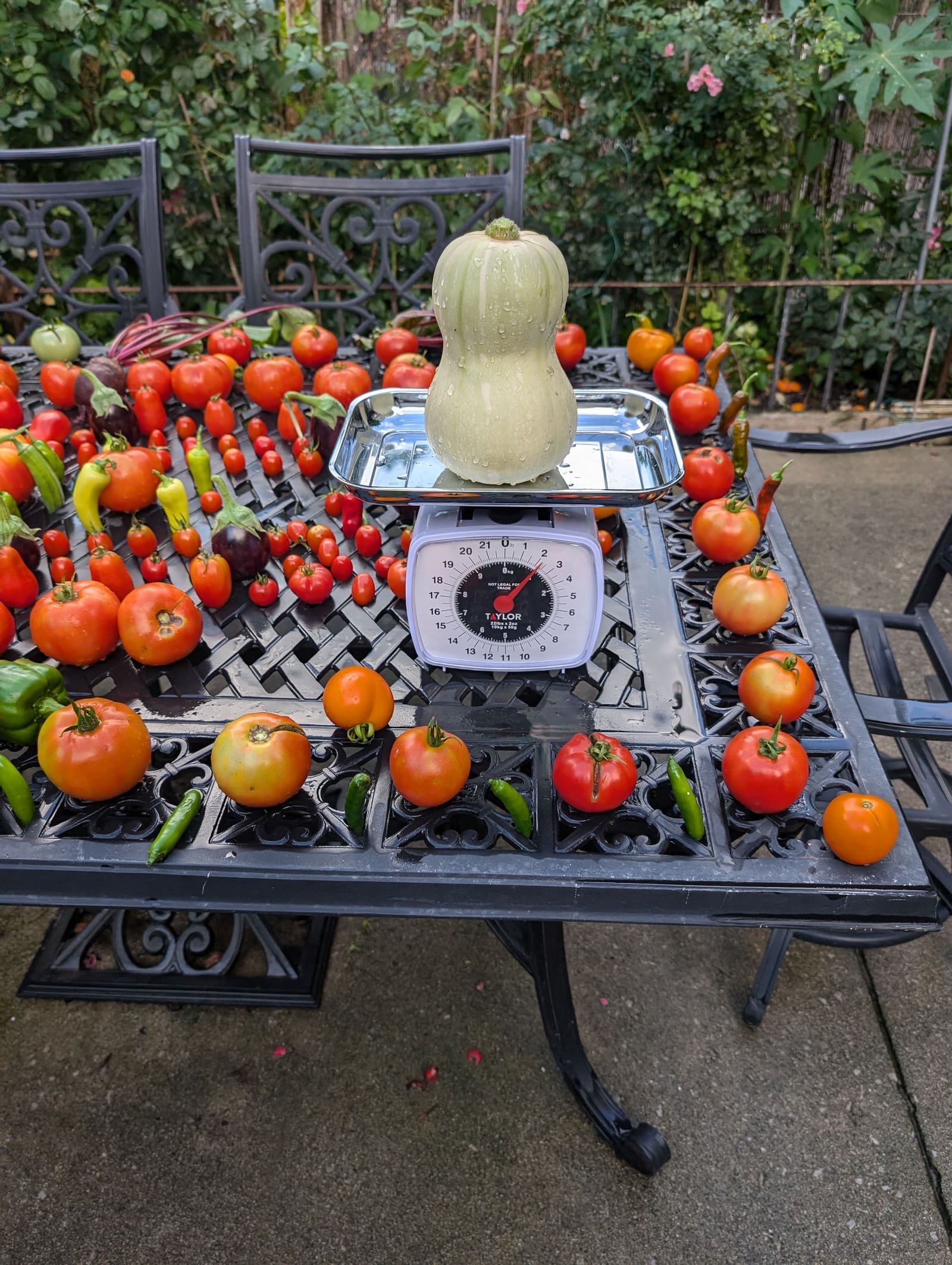 The week's harvest arranged on the table, with the scale in frame. August 2024.