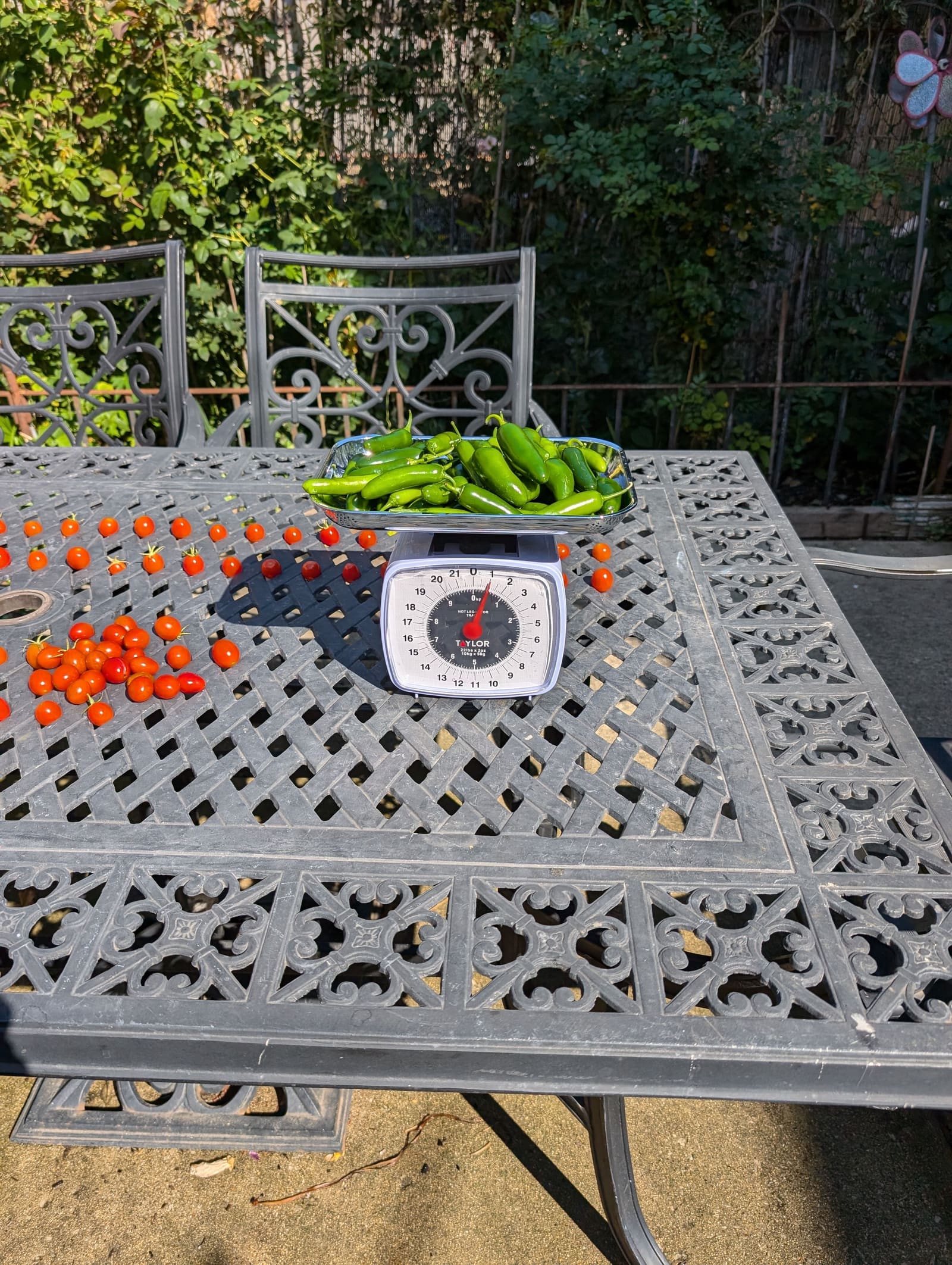 The week's harvest arranged on the table, with the scale in frame. September 2024.