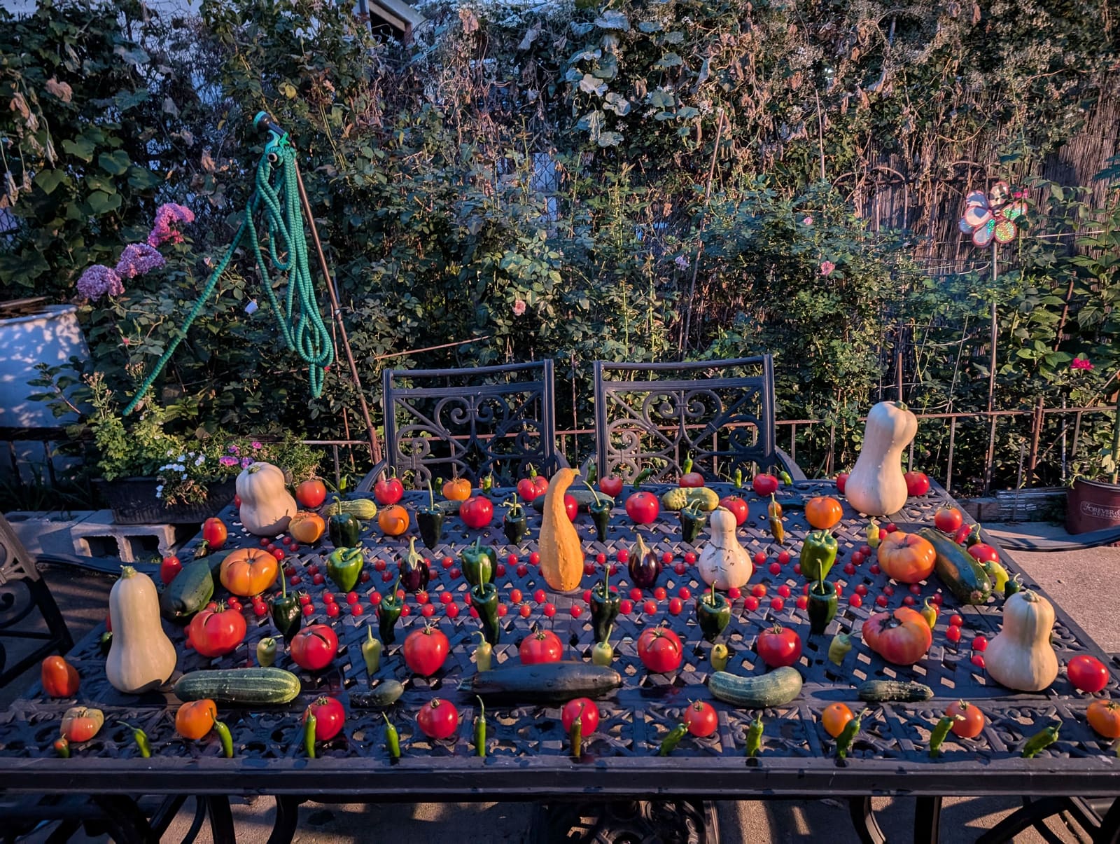 The week's harvest arranged on the table. September 2024.