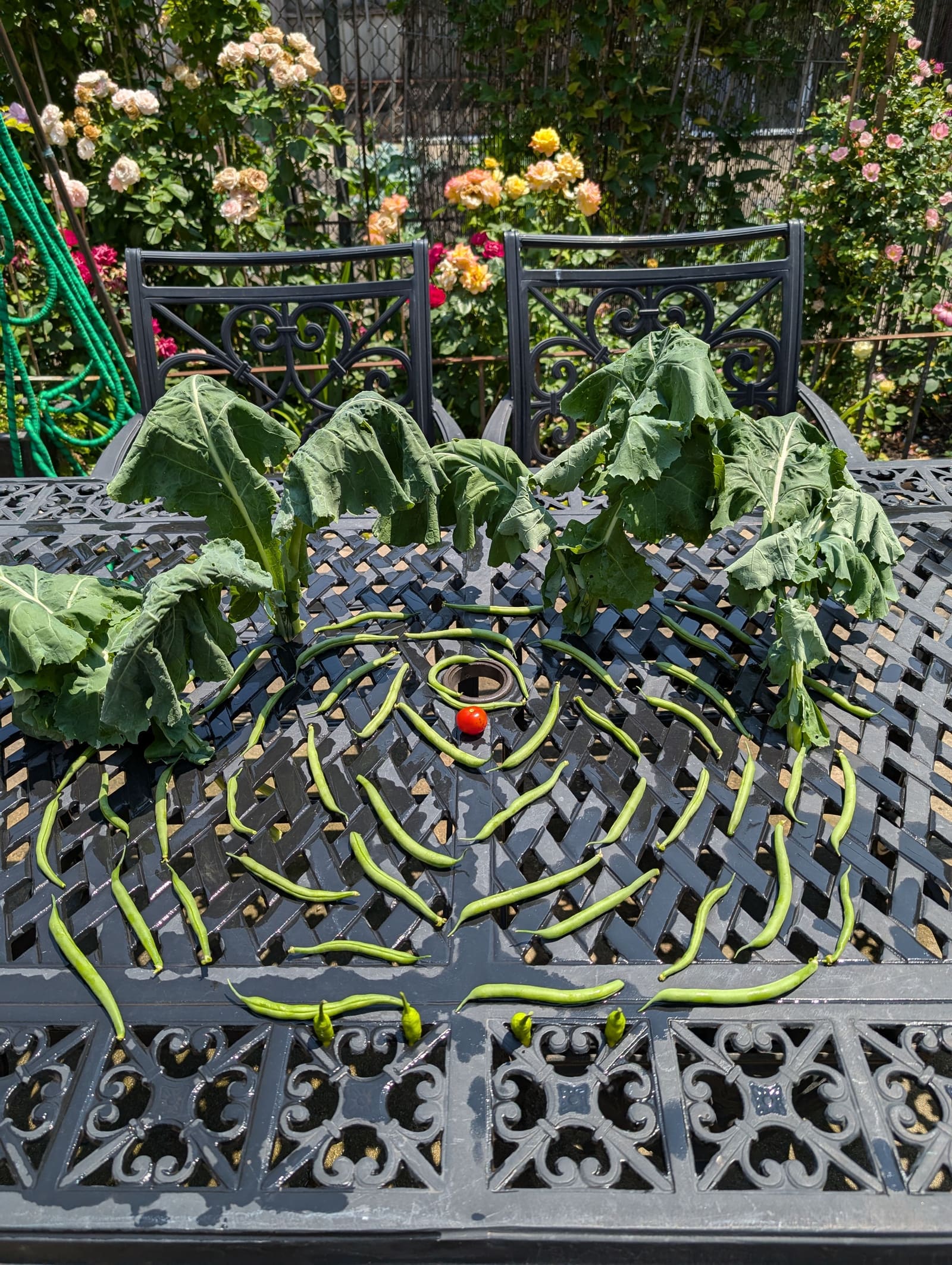 The week's harvest arranged on the table. June 2024.