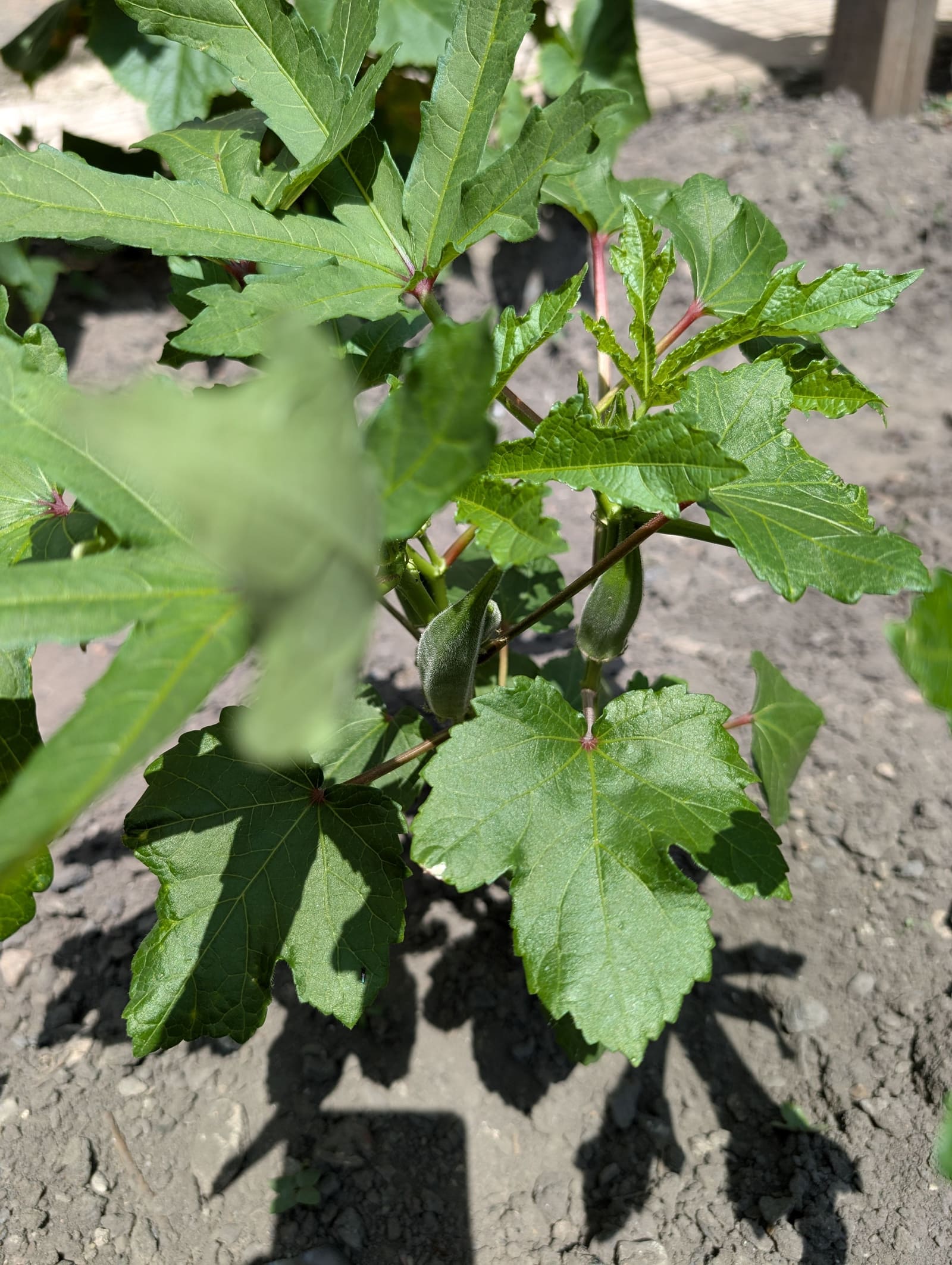 Growing on the ridge. June 2024.