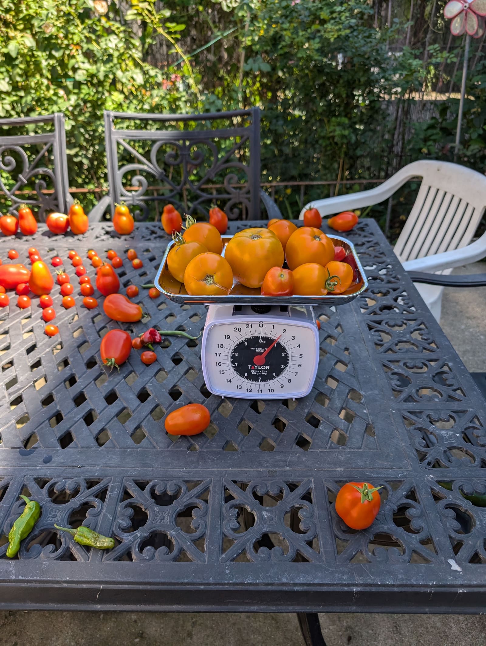 The week's harvest arranged on the table, with the scale in frame. August 2024.