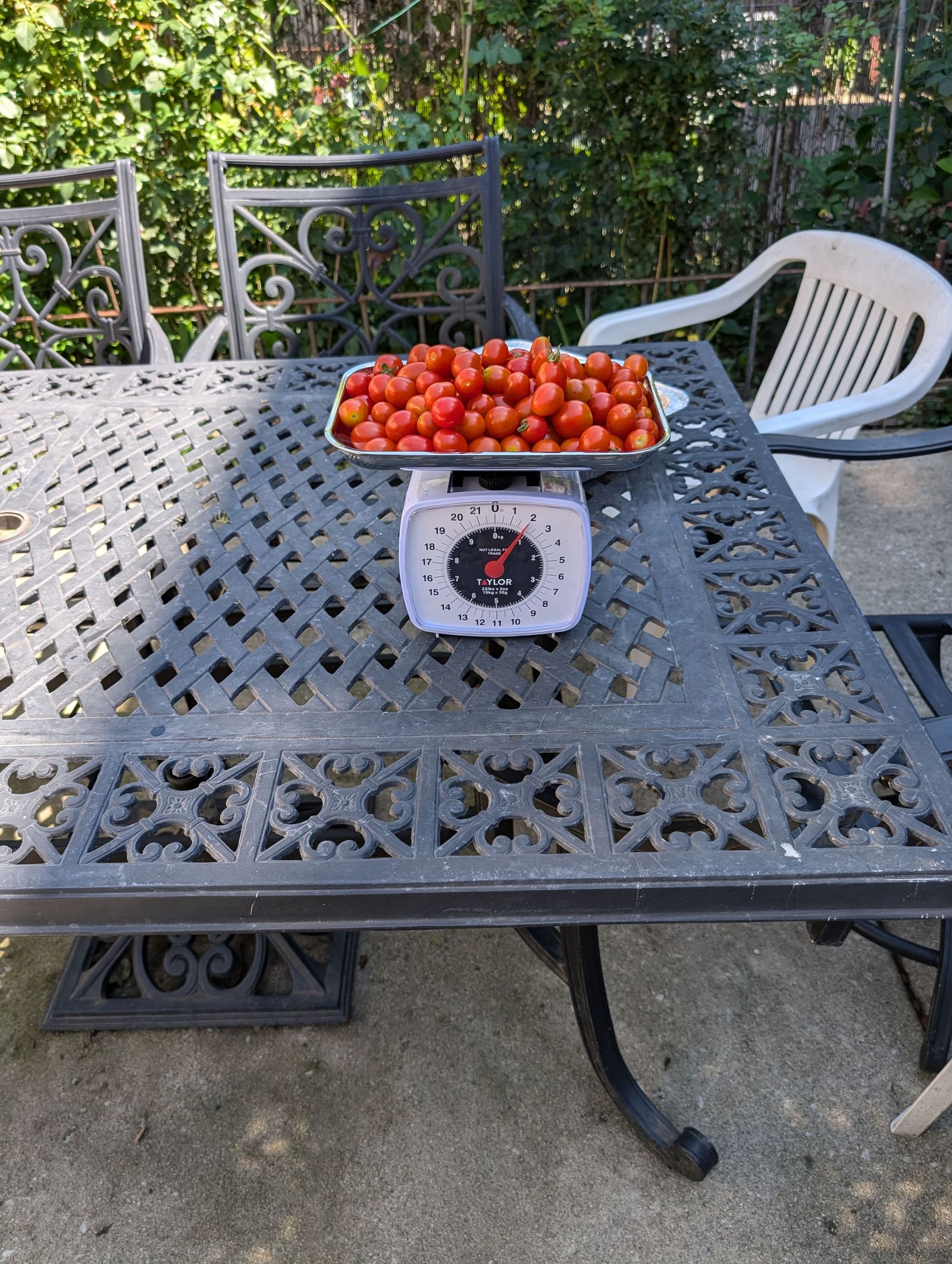 The week's harvest arranged on the table, with the scale in frame. August 2024.