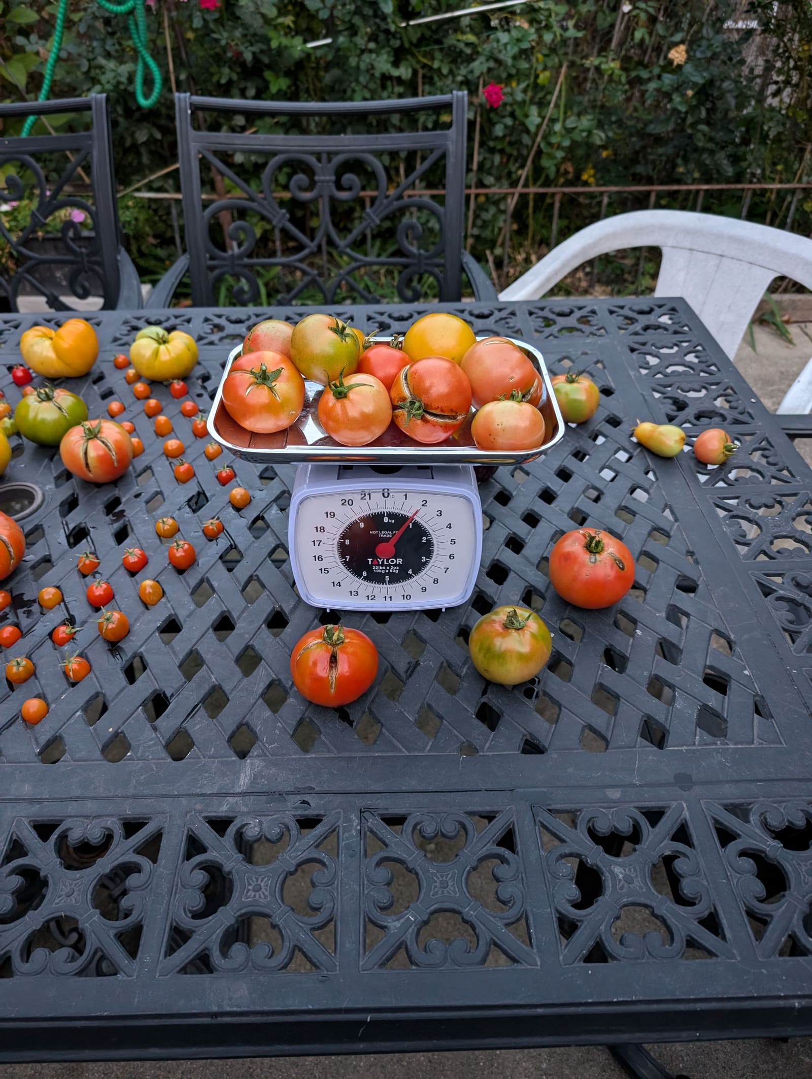 The week's harvest arranged on the table, with the scale in frame. October 2024.