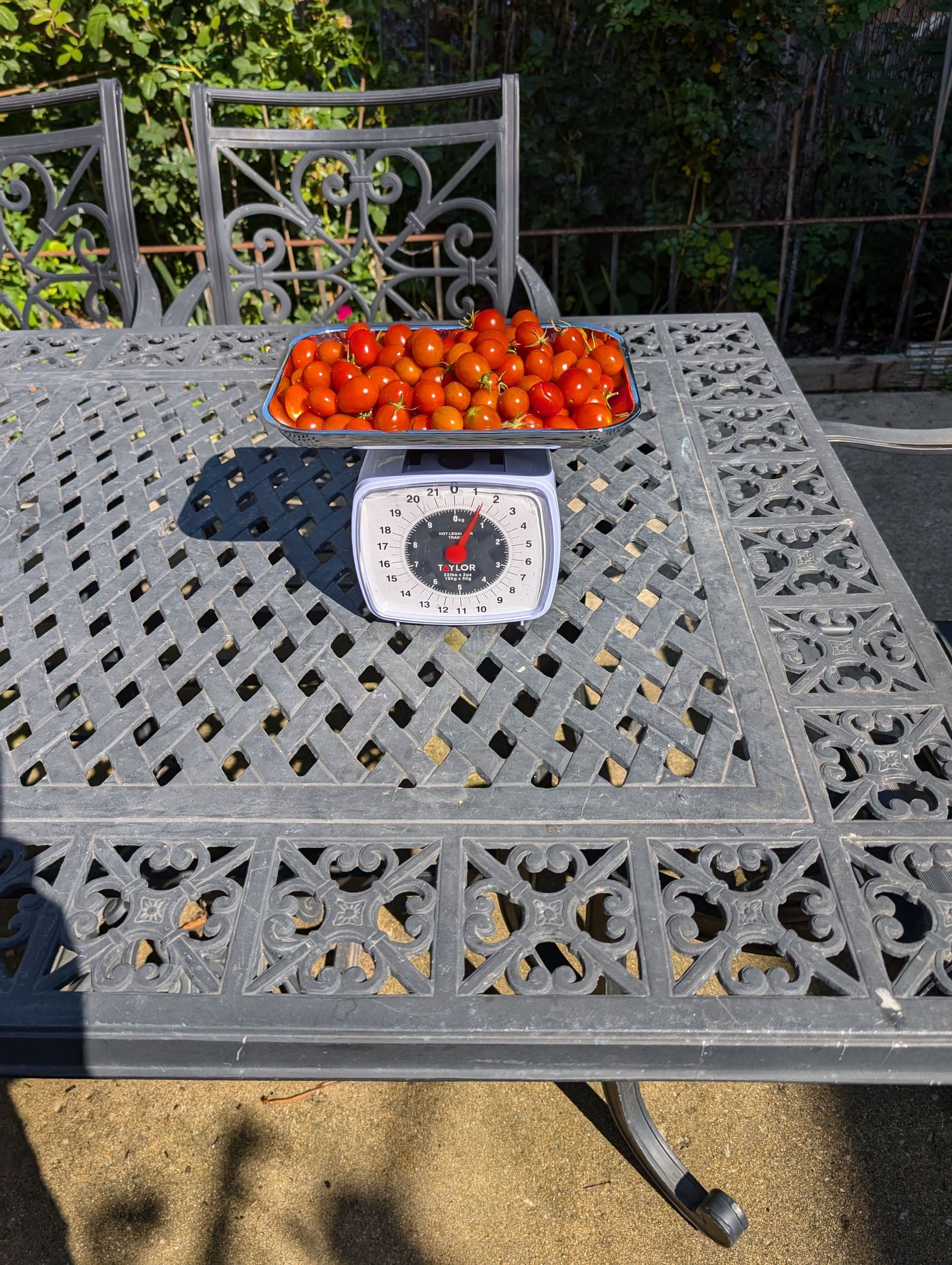 The week's harvest arranged on the table, with the scale in frame. September 2024.