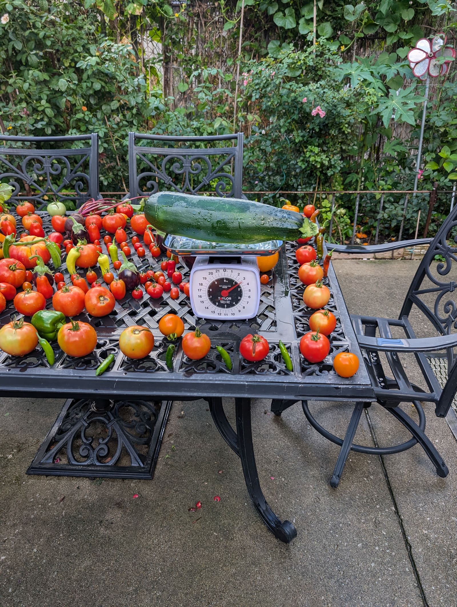 The week's harvest arranged on the table, with the scale in frame. August 2024.