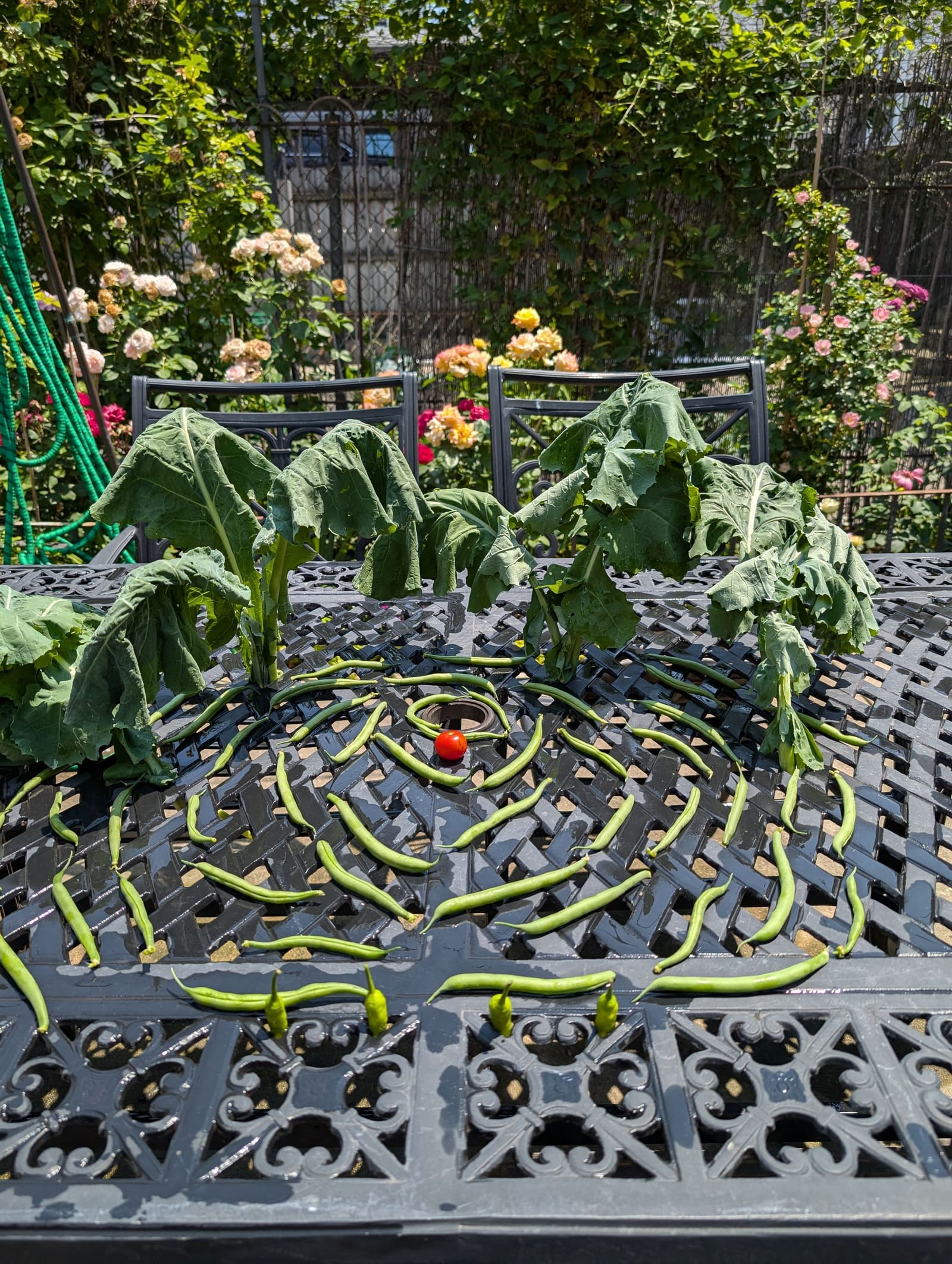 The week's harvest arranged on the table. June 2024.