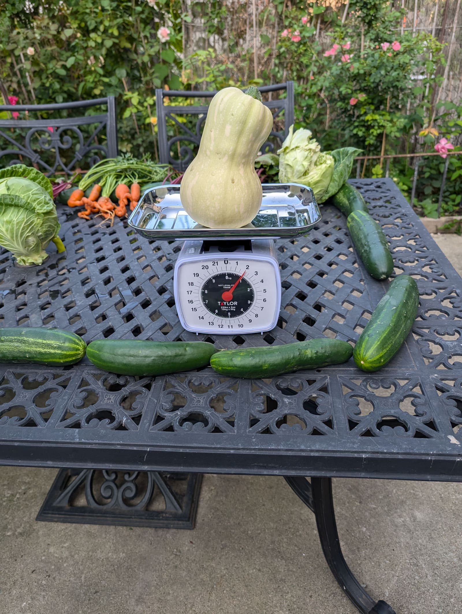The week's harvest arranged on the table, with the scale in frame. July 2024.
