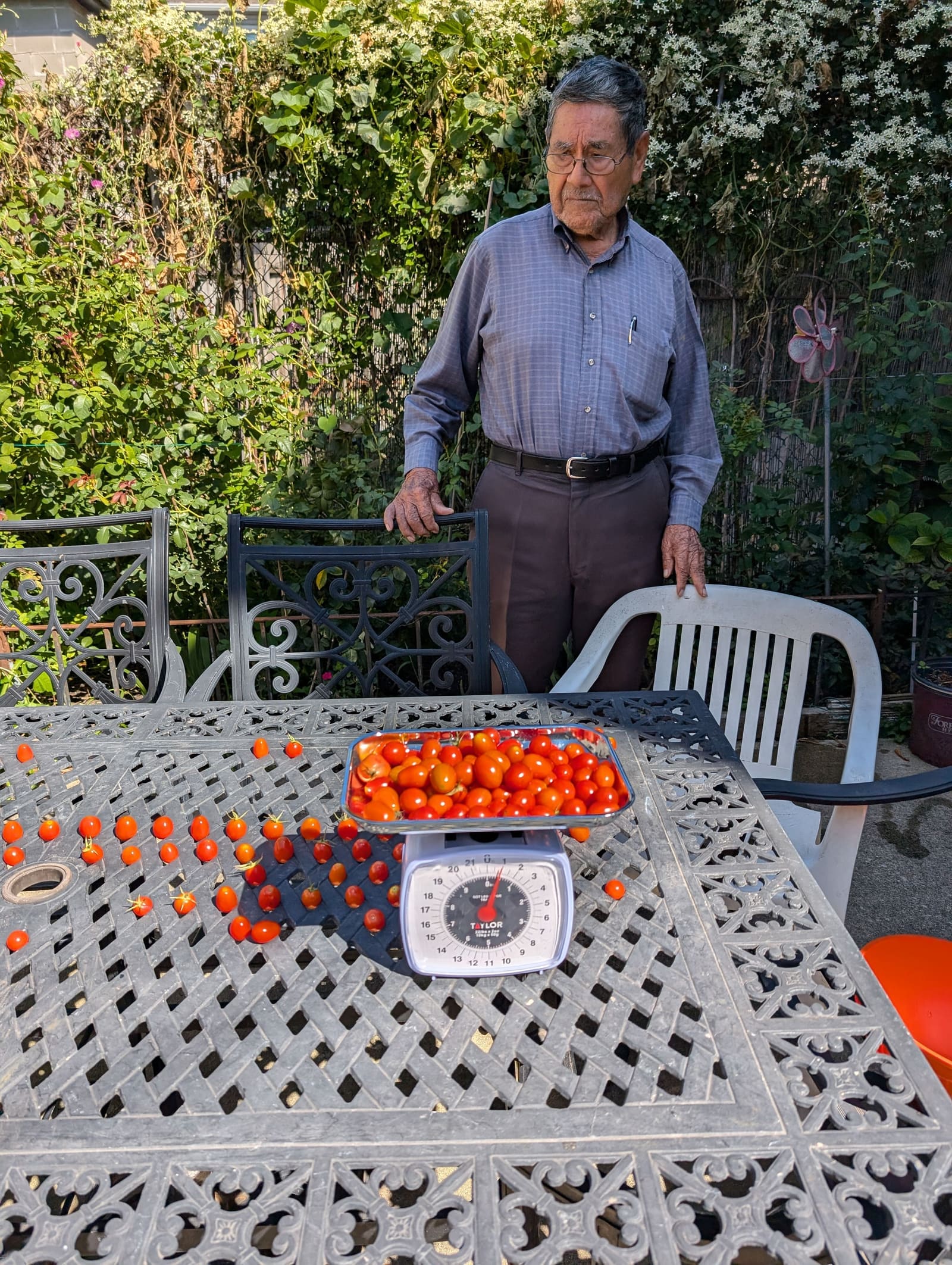 The week's harvest arranged on the table, with the scale in frame. September 2024.