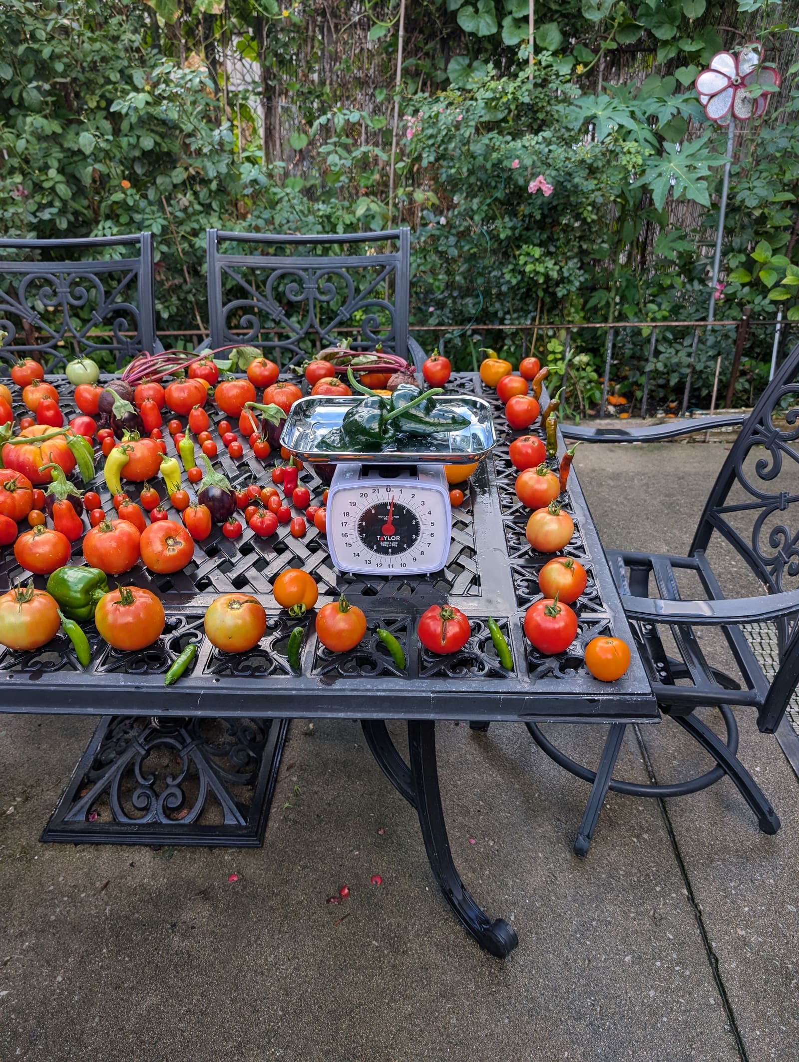 The week's harvest arranged on the table, with the scale in frame. August 2024.