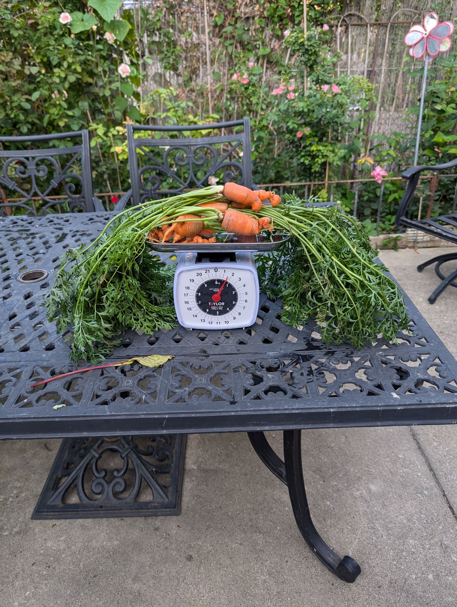 The week's harvest arranged on the table, with the scale in frame. July 2024.