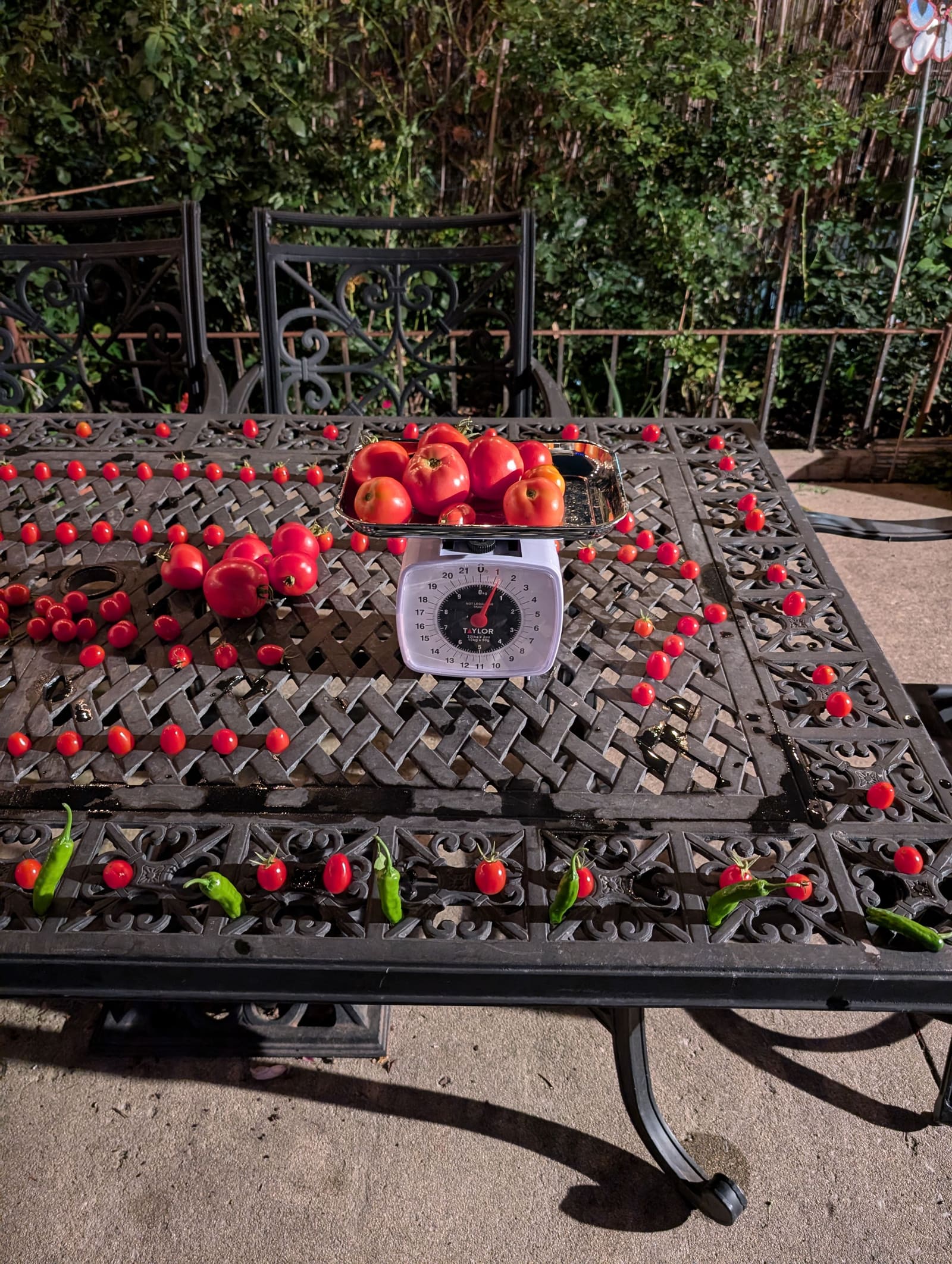 The week's harvest arranged on the table, with the scale in frame. September 2024.