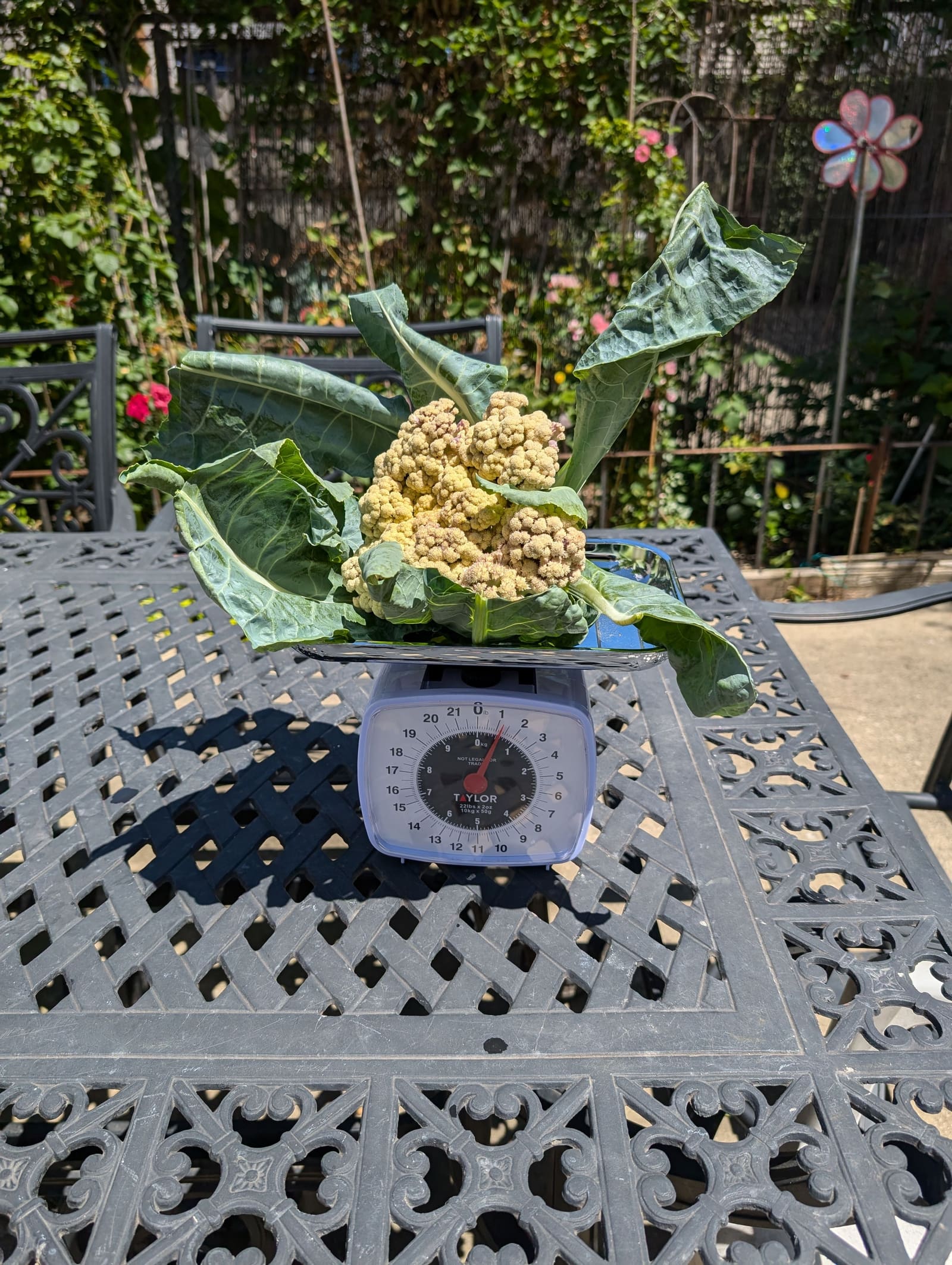 The week's harvest arranged on the table, with the scale in frame. July 2024.