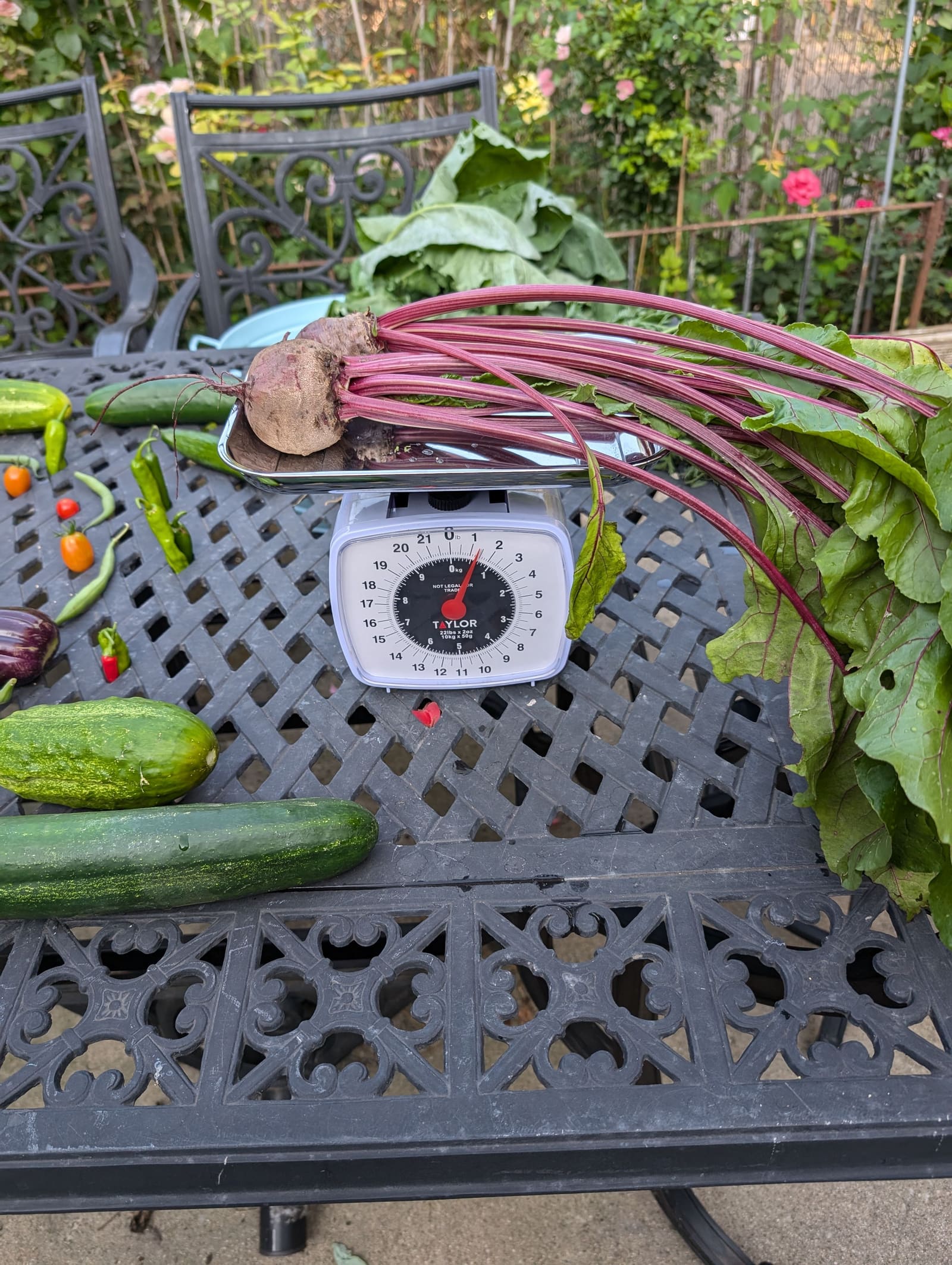 The week's harvest arranged on the table, with the scale in frame. July 2024.