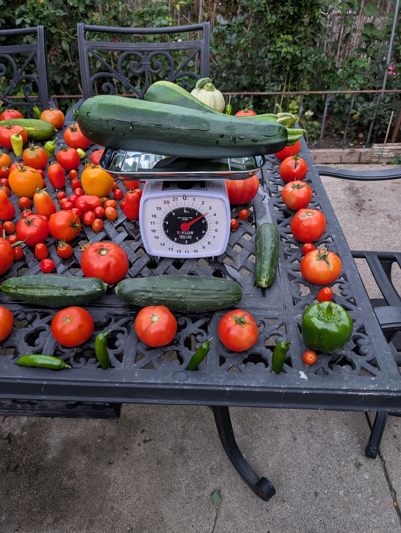 The week's harvest arranged on the table, with the scale in frame. August 2024.