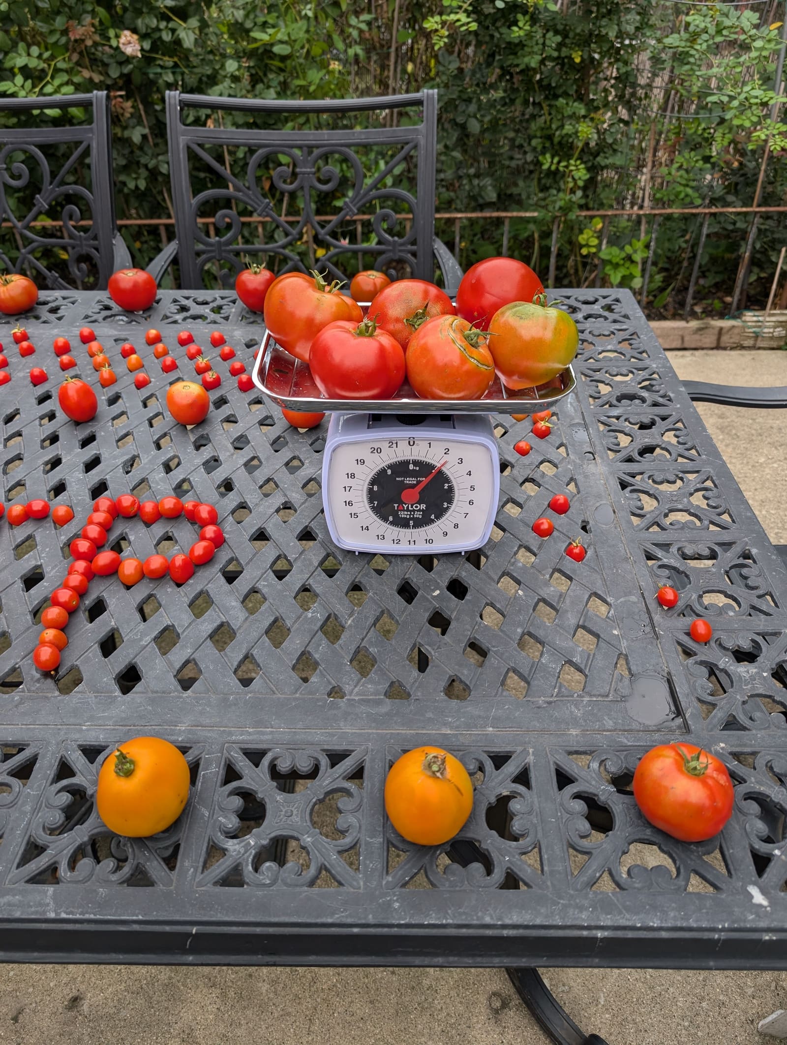 The week's harvest arranged on the table, with the scale in frame. September 2024.