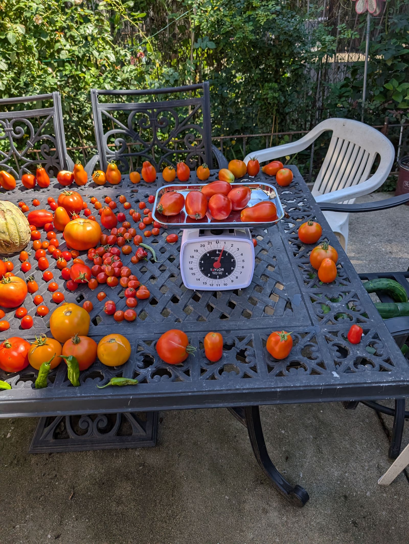 The week's harvest arranged on the table, with the scale in frame. August 2024.