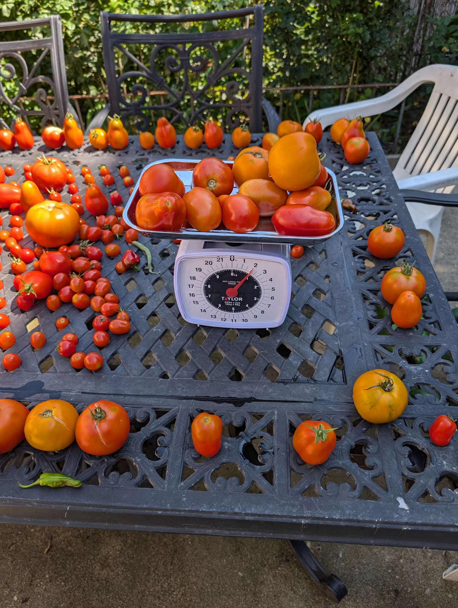 The week's harvest arranged on the table, with the scale in frame. August 2024.