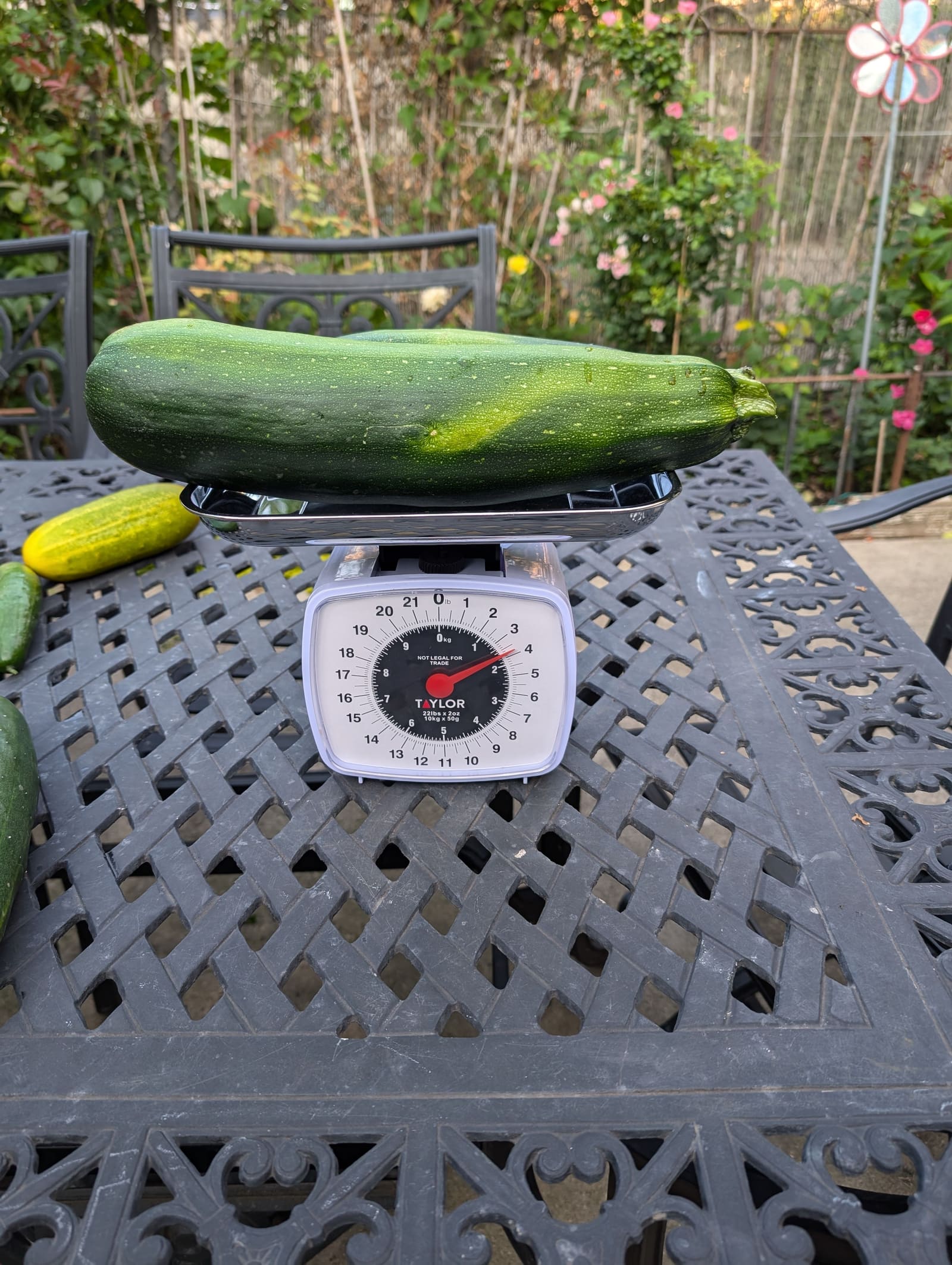 The week's harvest arranged on the table, with the scale in frame. July 2024.