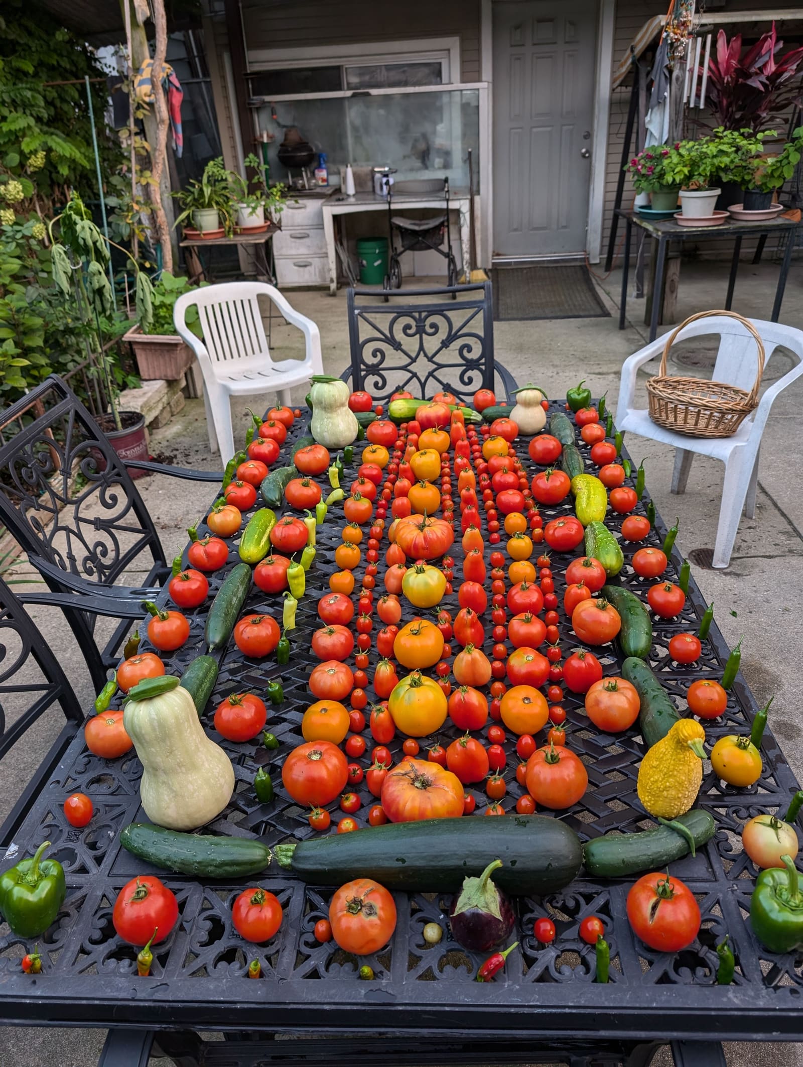 The week's harvest arranged on the table. August 2024.