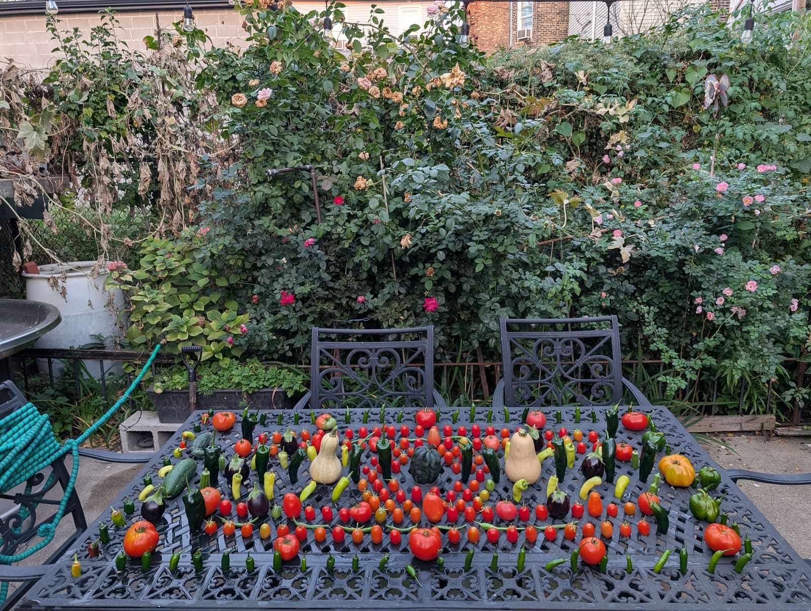 The week's harvest arranged on the table. October 2025.