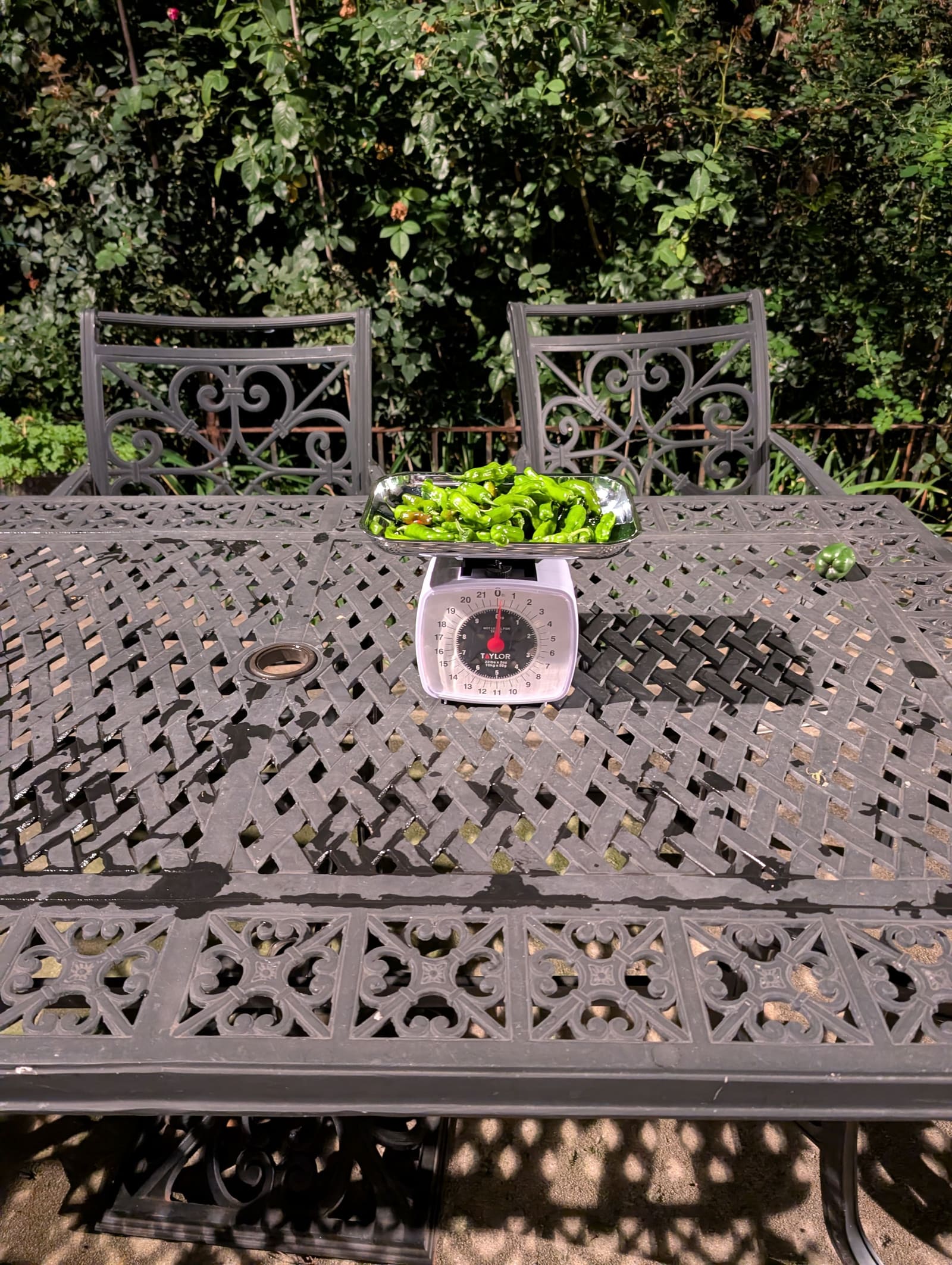 The week's harvest arranged on the table, with the scale in frame. October 2025.