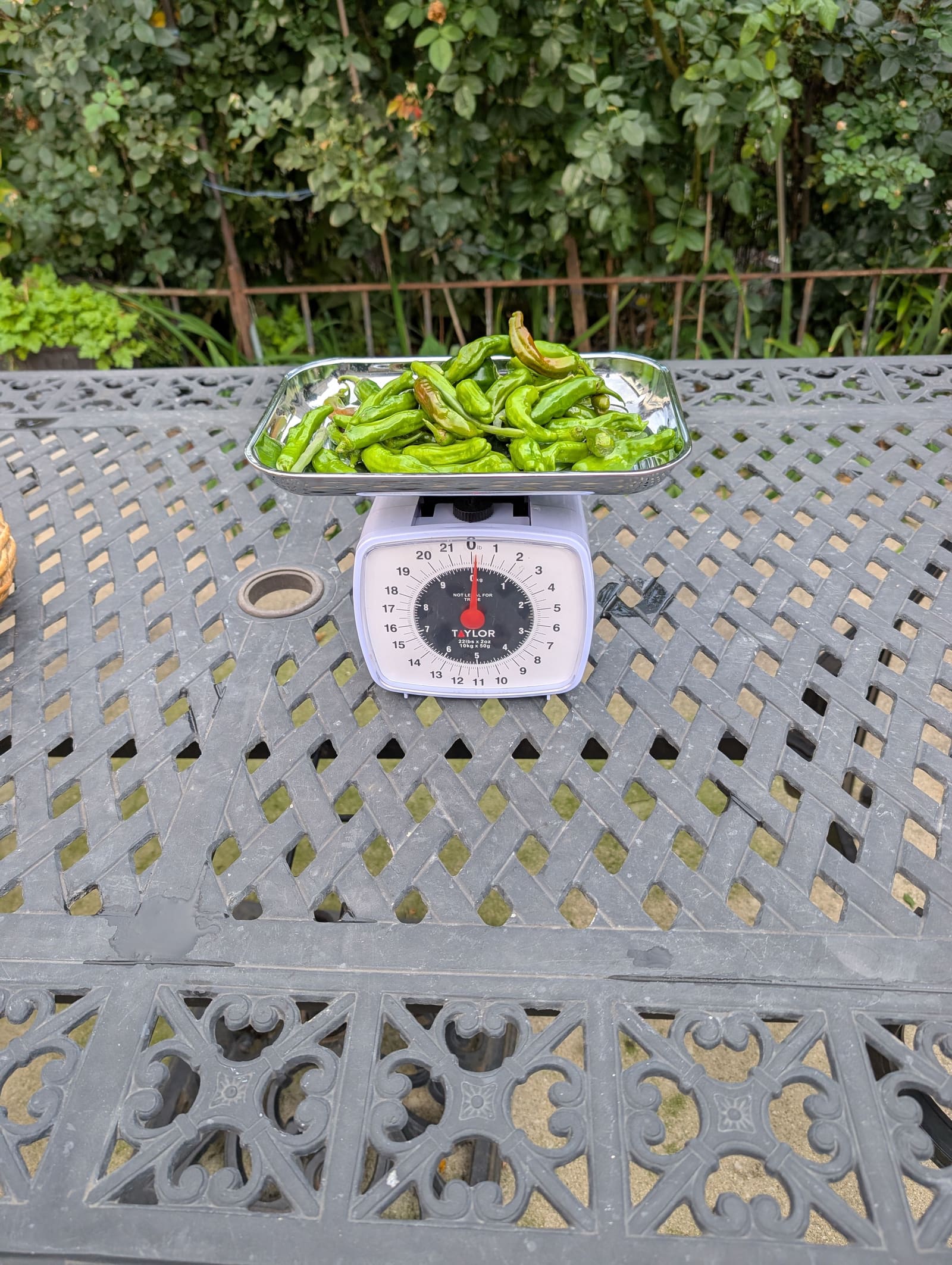 The week's harvest arranged on the table, with the scale in frame. October 2025.