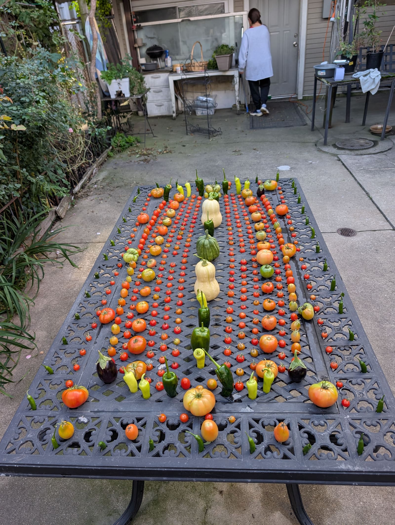 The week's harvest arranged on the table. October 2025.