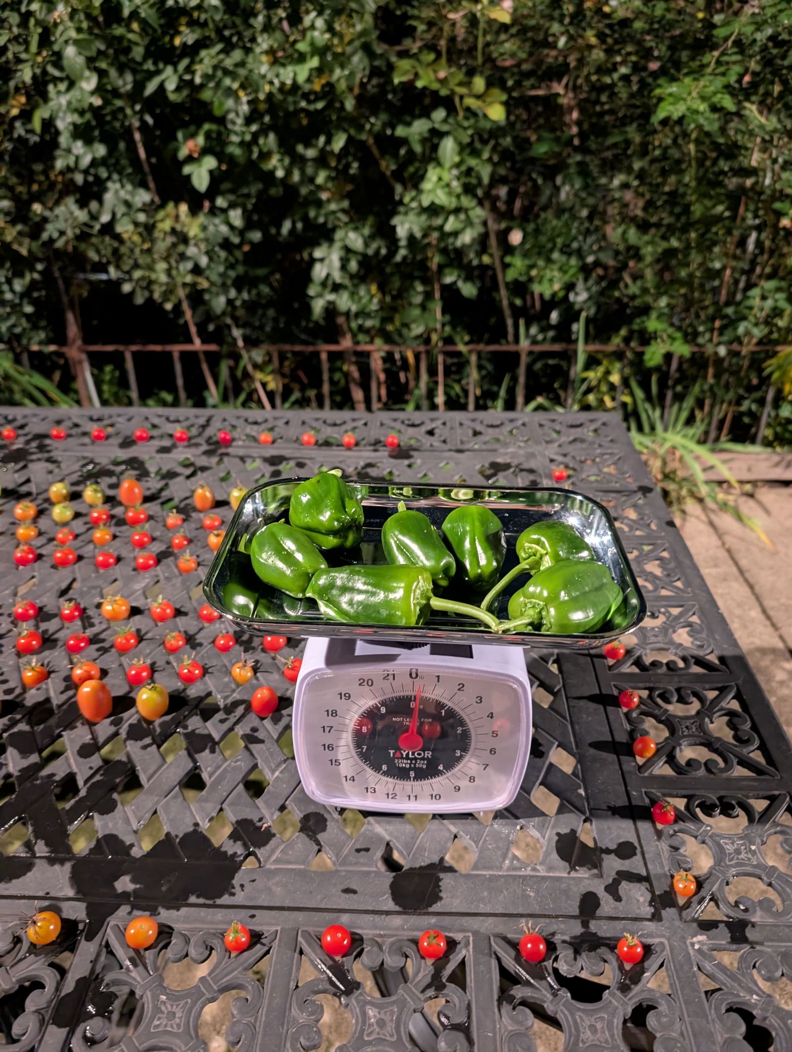 The week's harvest arranged on the table, with the scale in frame. November 2025.