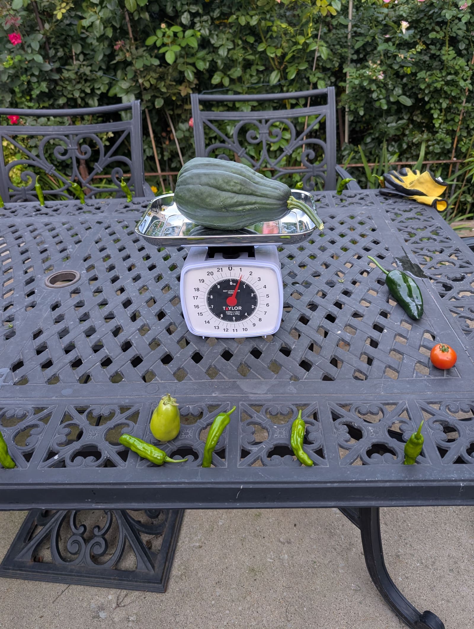 The week's harvest arranged on the table, with the scale in frame. August 2025.