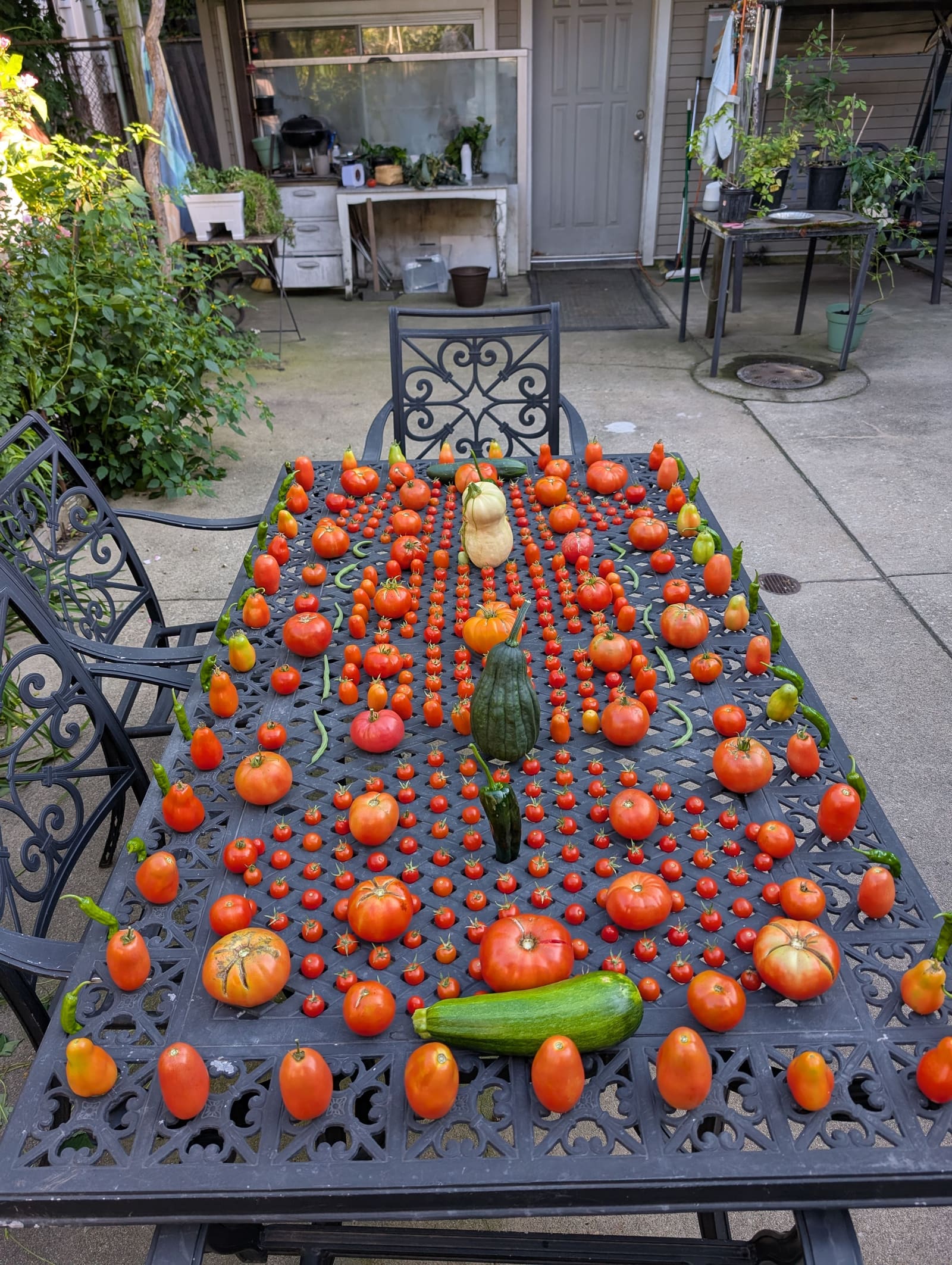 The week's harvest arranged on the table. August 2025.