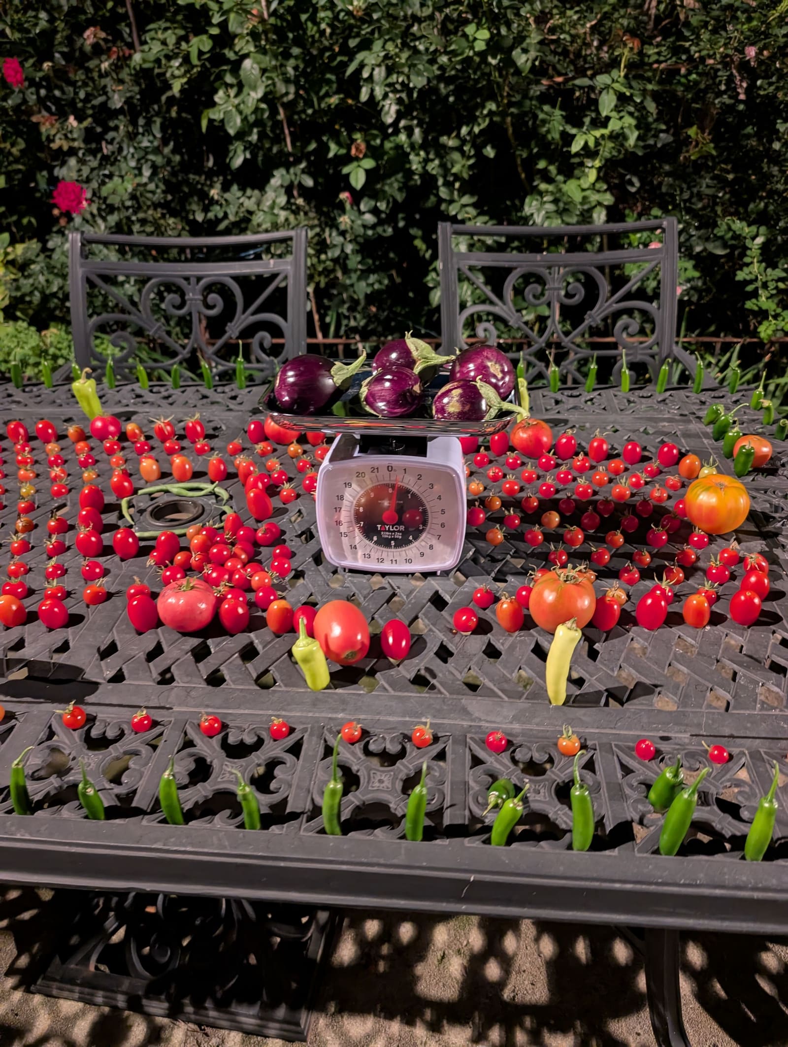 The week's harvest arranged on the table, with the scale in frame. October 2025.