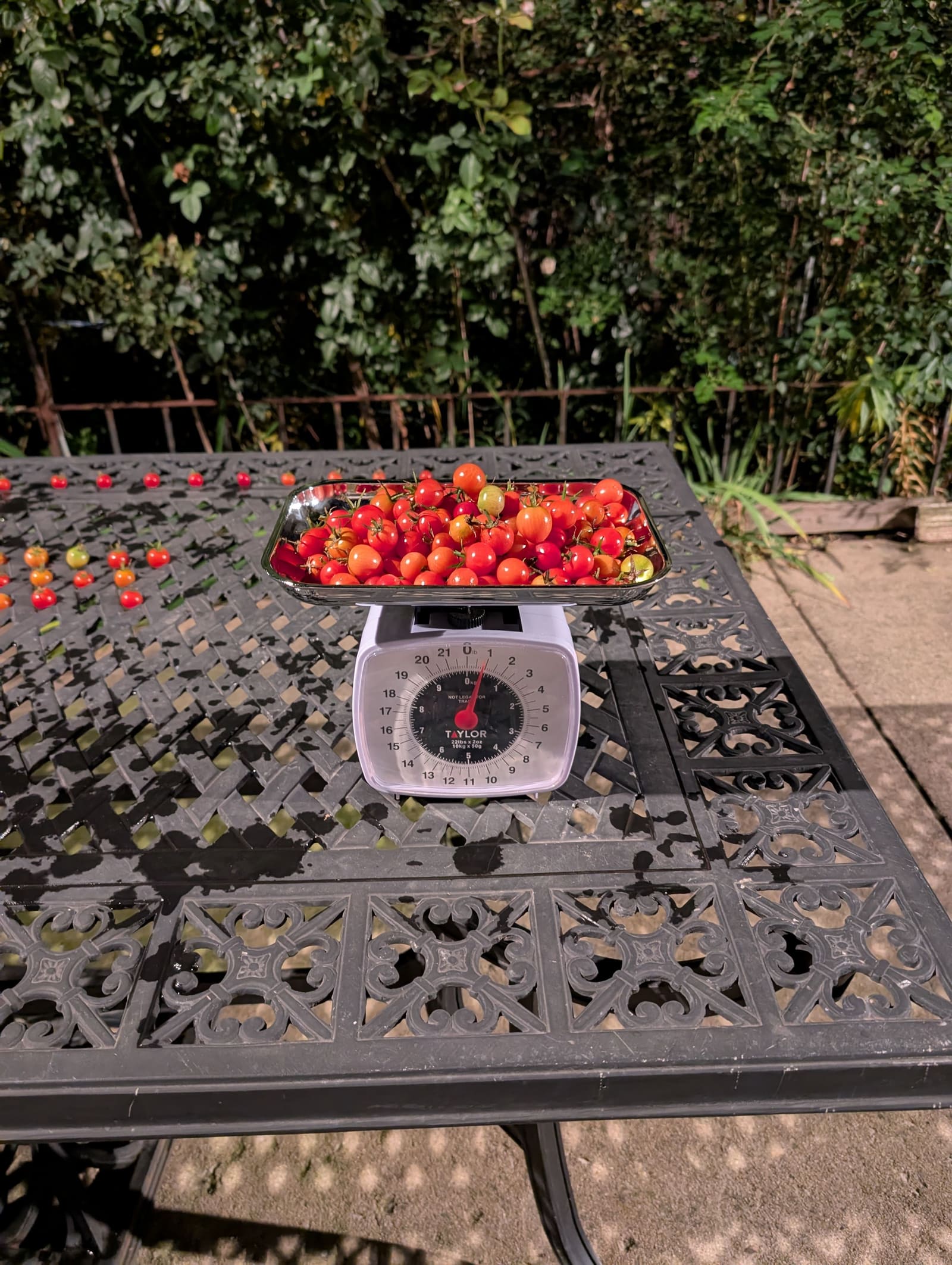 The week's harvest arranged on the table, with the scale in frame. November 2025.