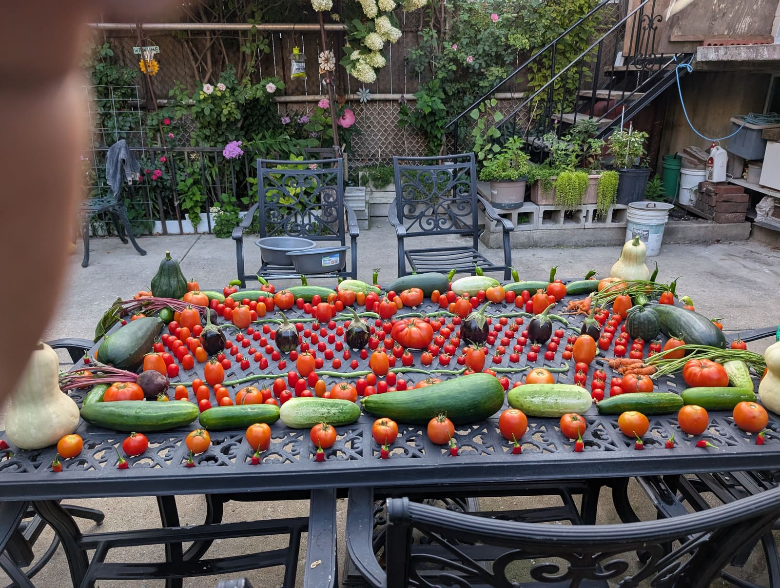 The week's harvest arranged on the table. August 2025.