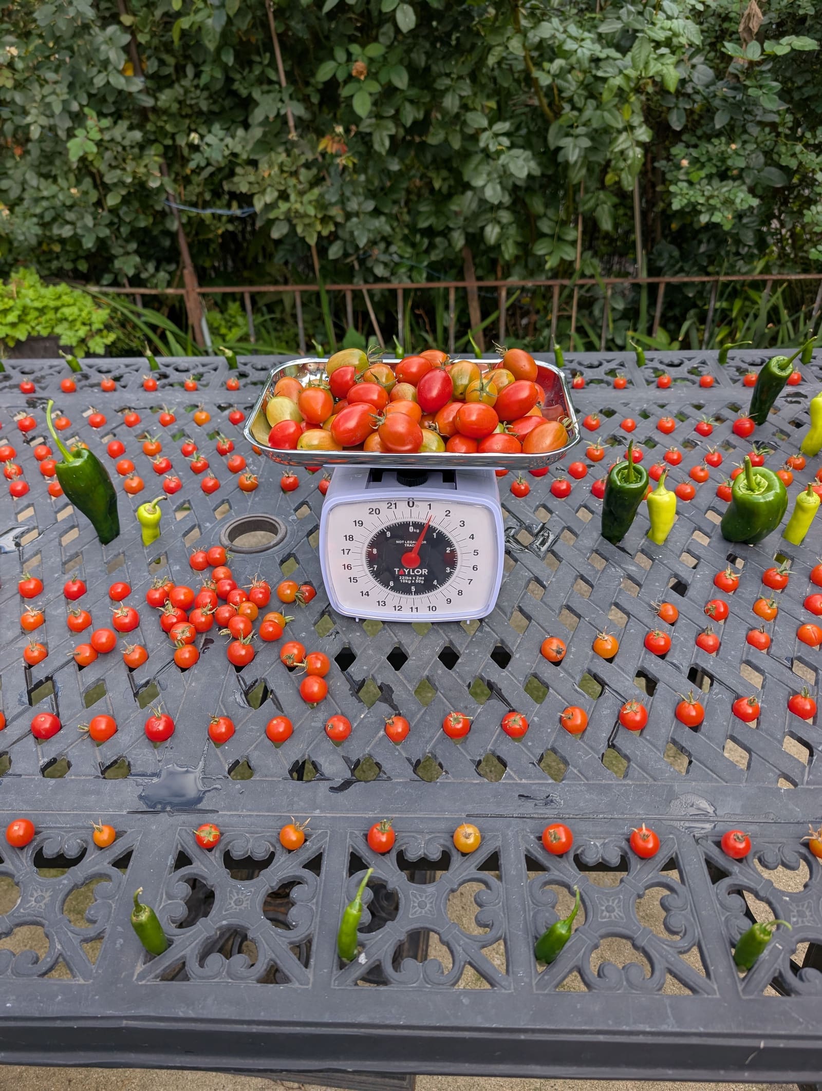 The week's harvest arranged on the table, with the scale in frame. October 2025.