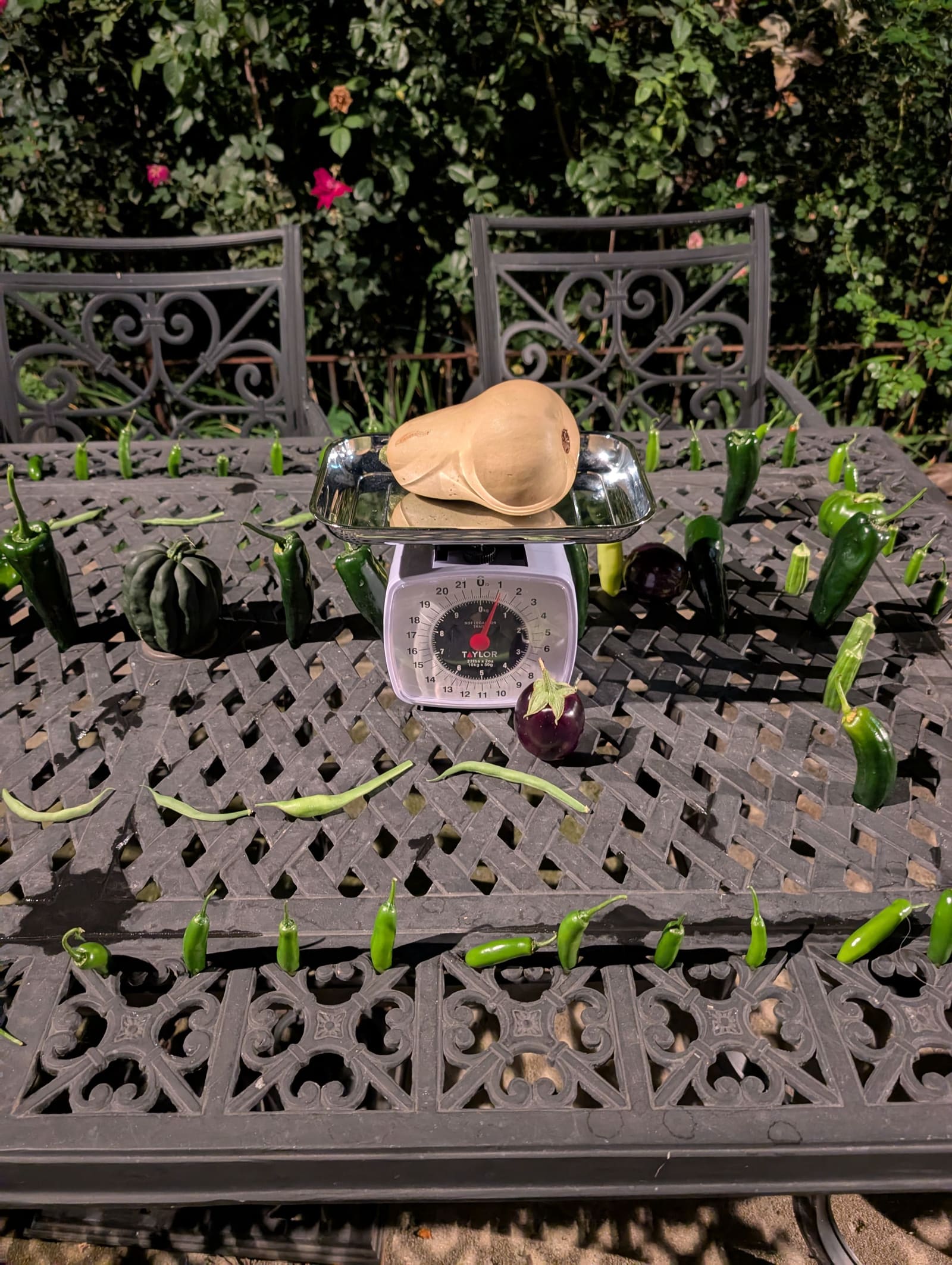 The week's harvest arranged on the table, with the scale in frame. October 2025.