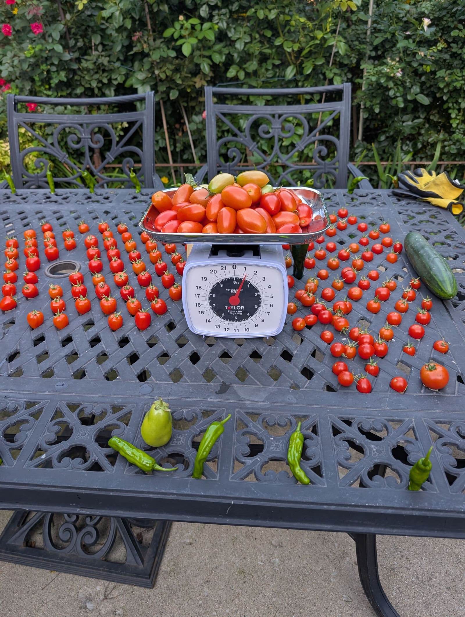 The week's harvest arranged on the table, with the scale in frame. August 2025.