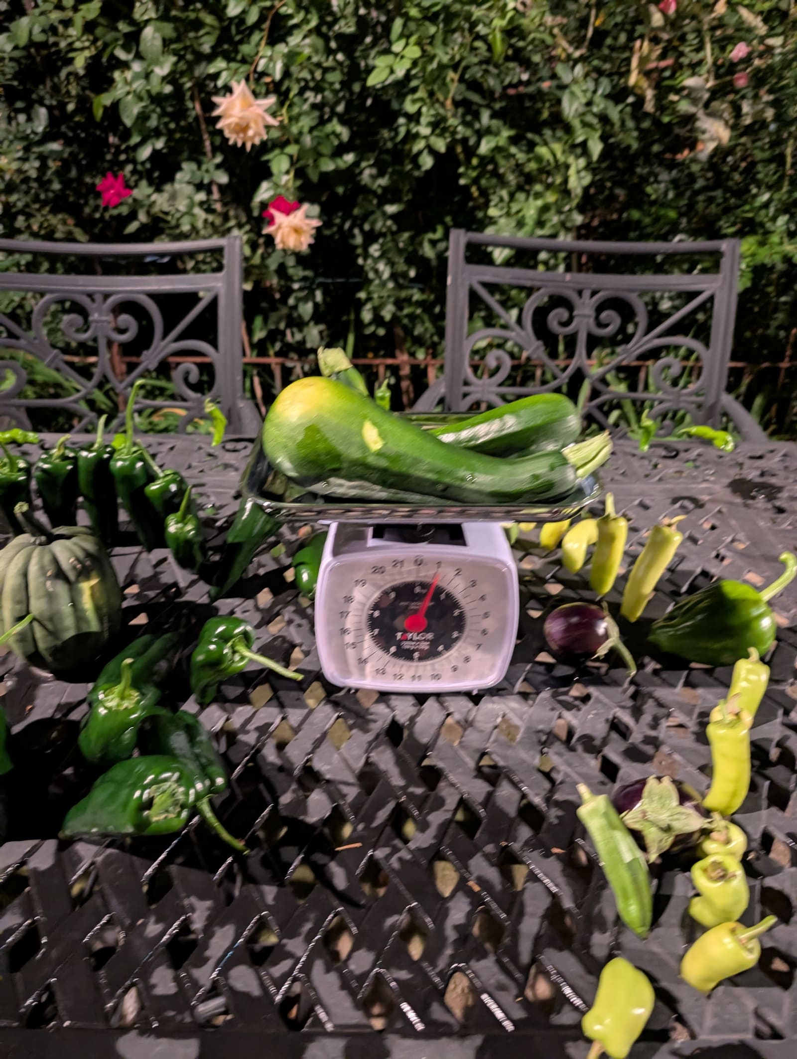 The week's harvest arranged on the table, with the scale in frame. September 2025.