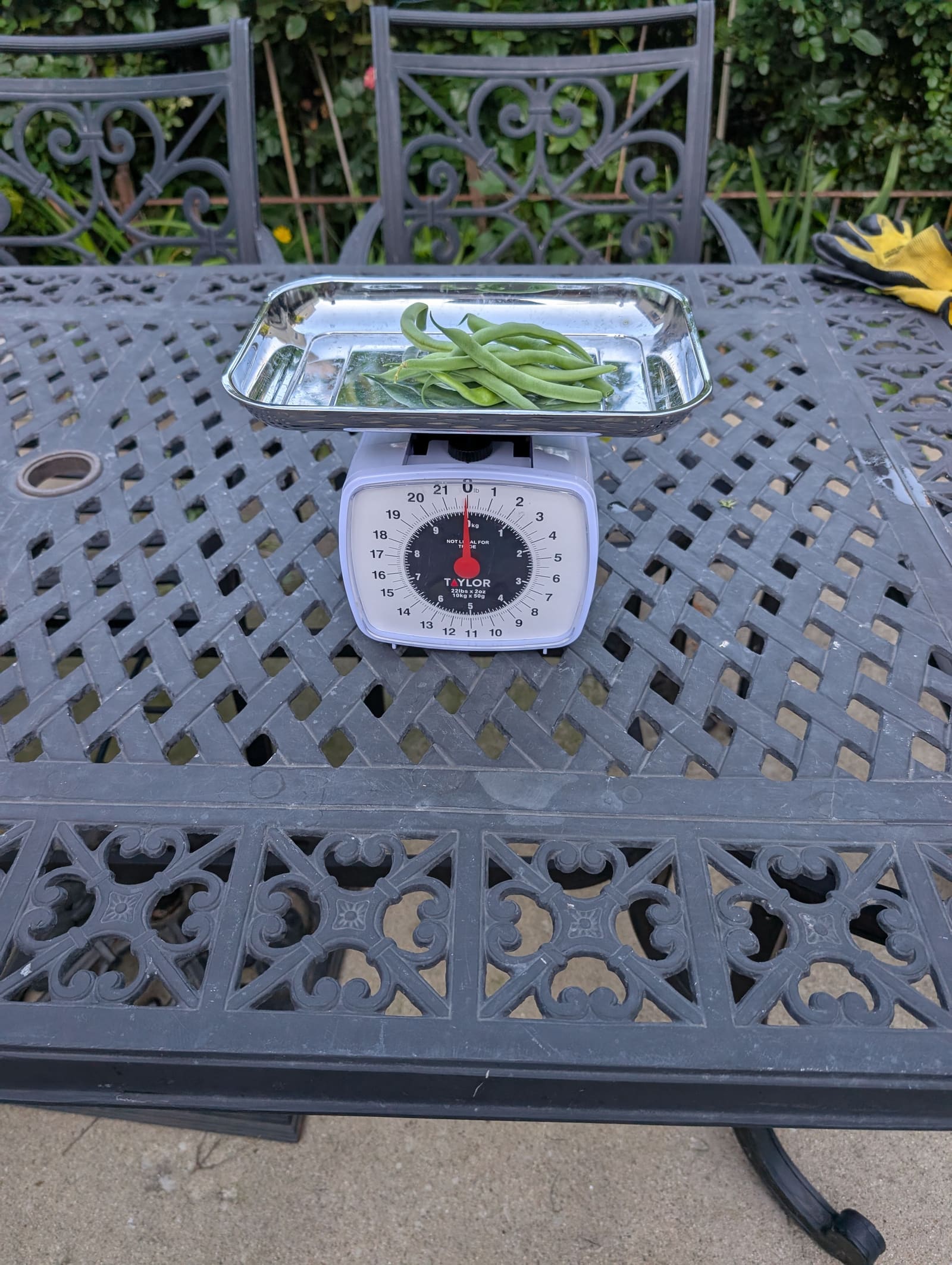 The week's harvest arranged on the table, with the scale in frame. August 2025.