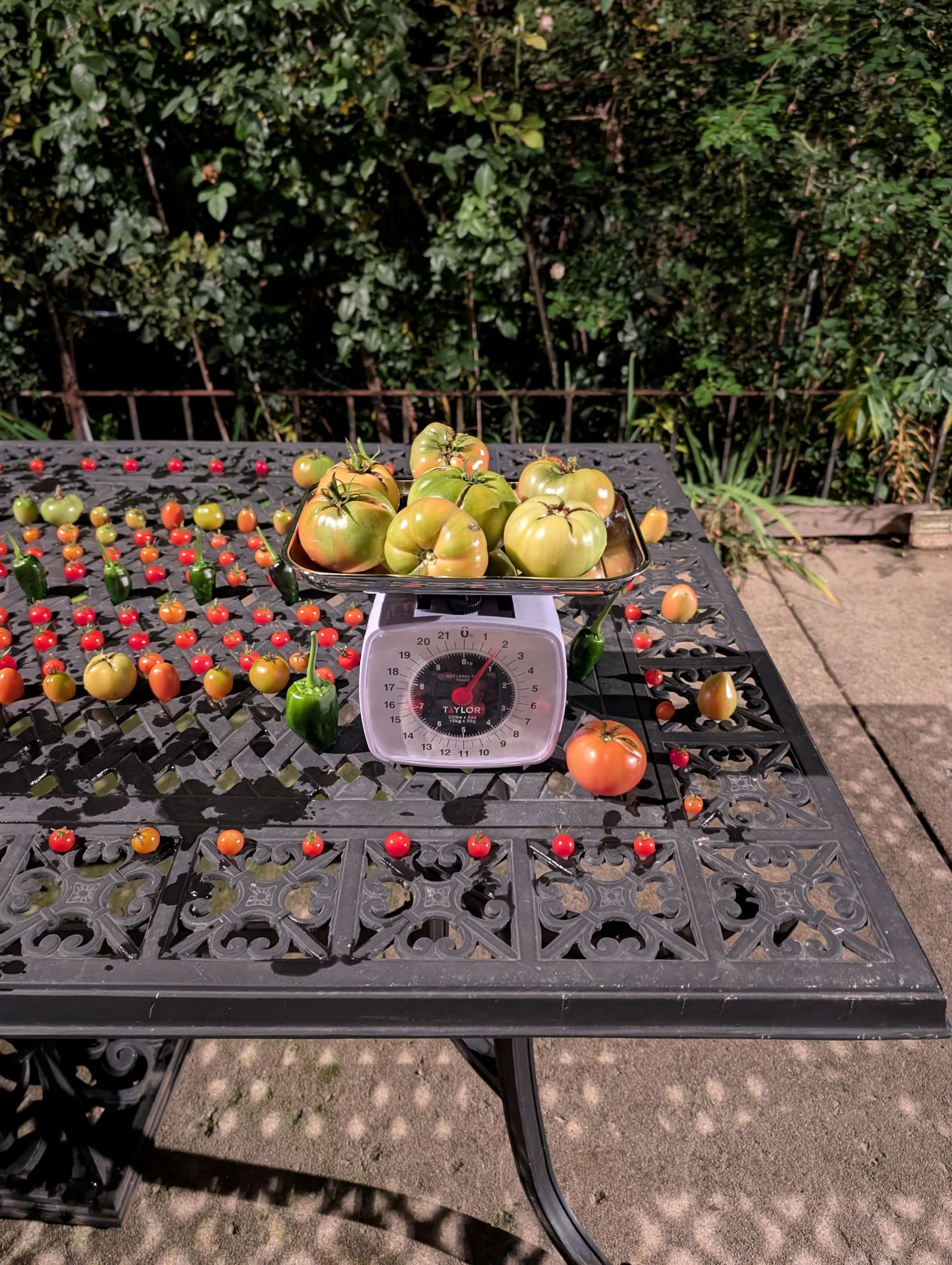 The week's harvest arranged on the table, with the scale in frame. November 2025.